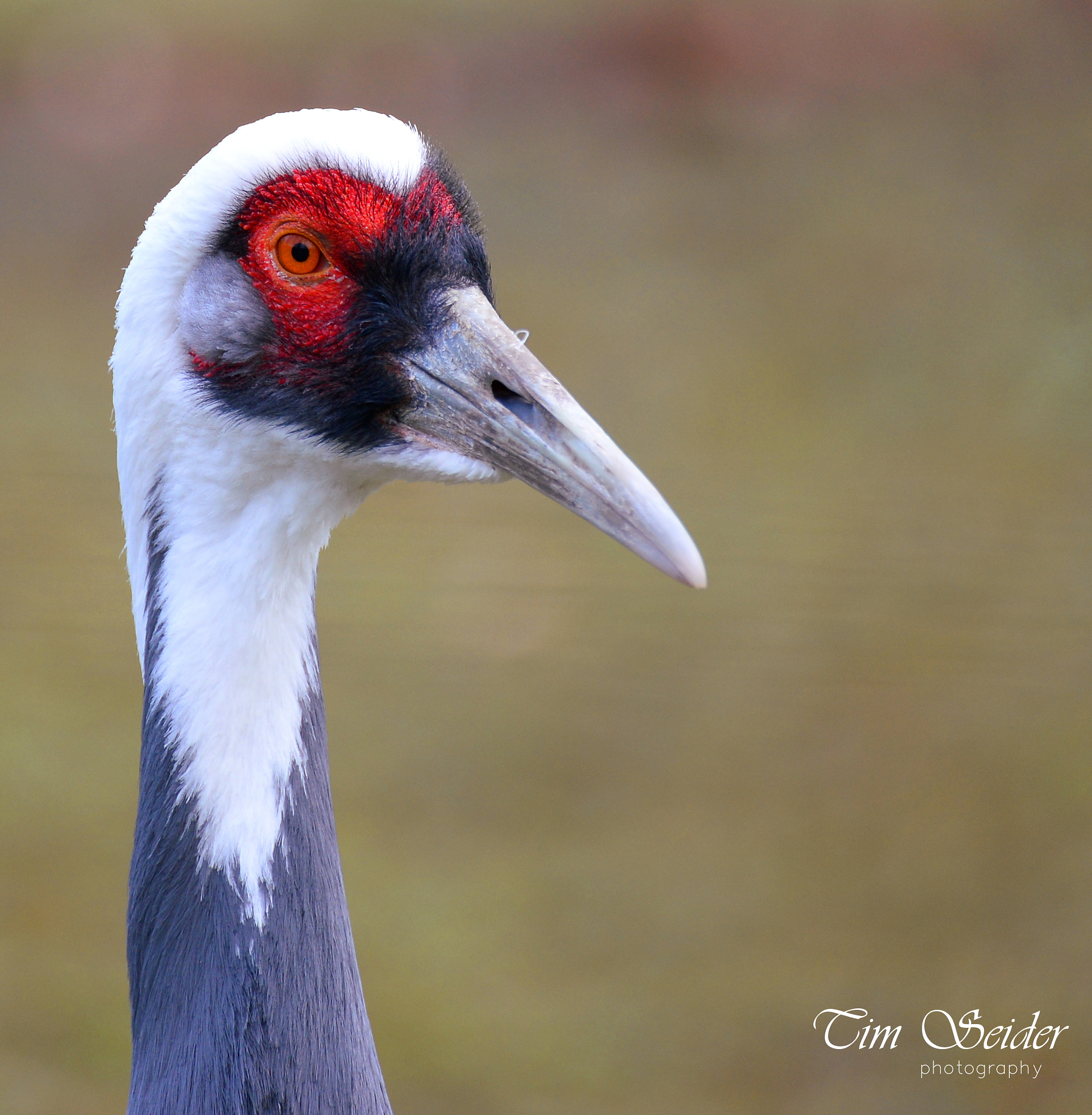 Nikon D610 sample photo. Bird portrait photography
