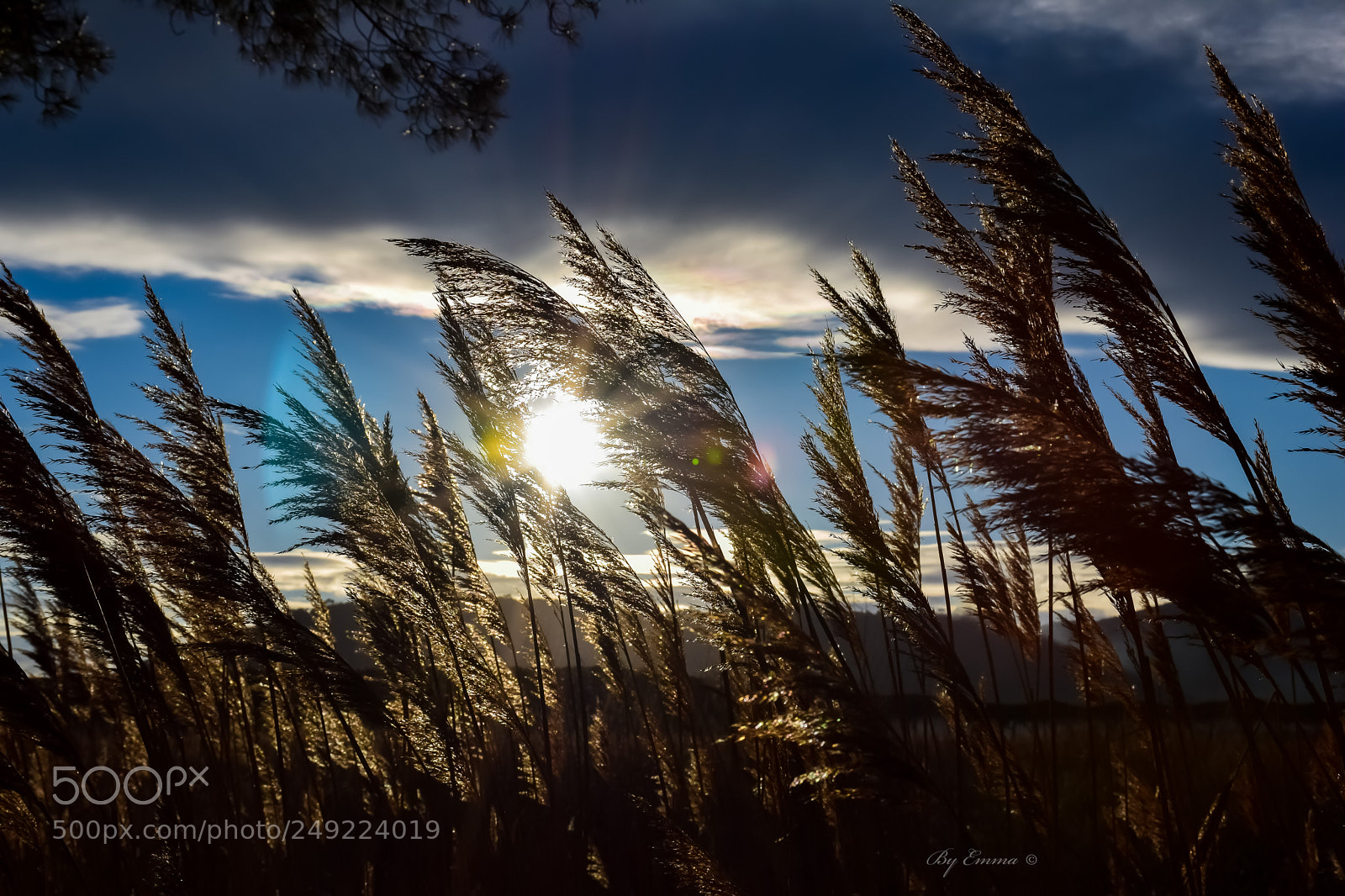 Nikon D3300 sample photo. Canne al vento photography