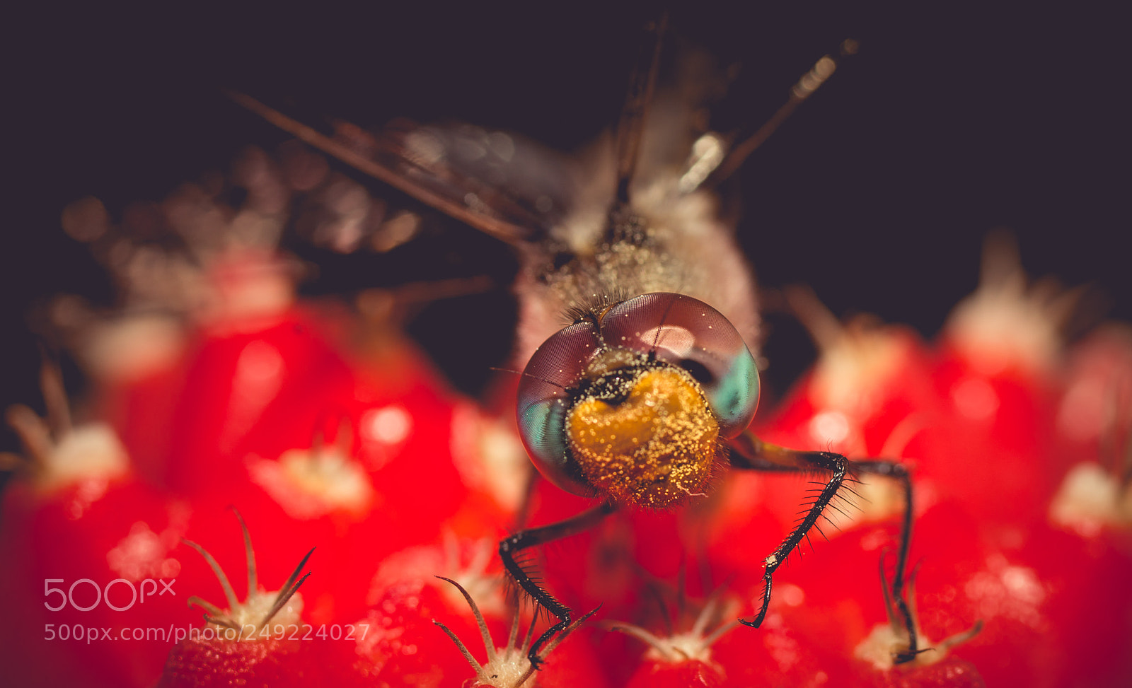 Sony SLT-A99V sample photo. Dragonfly photography