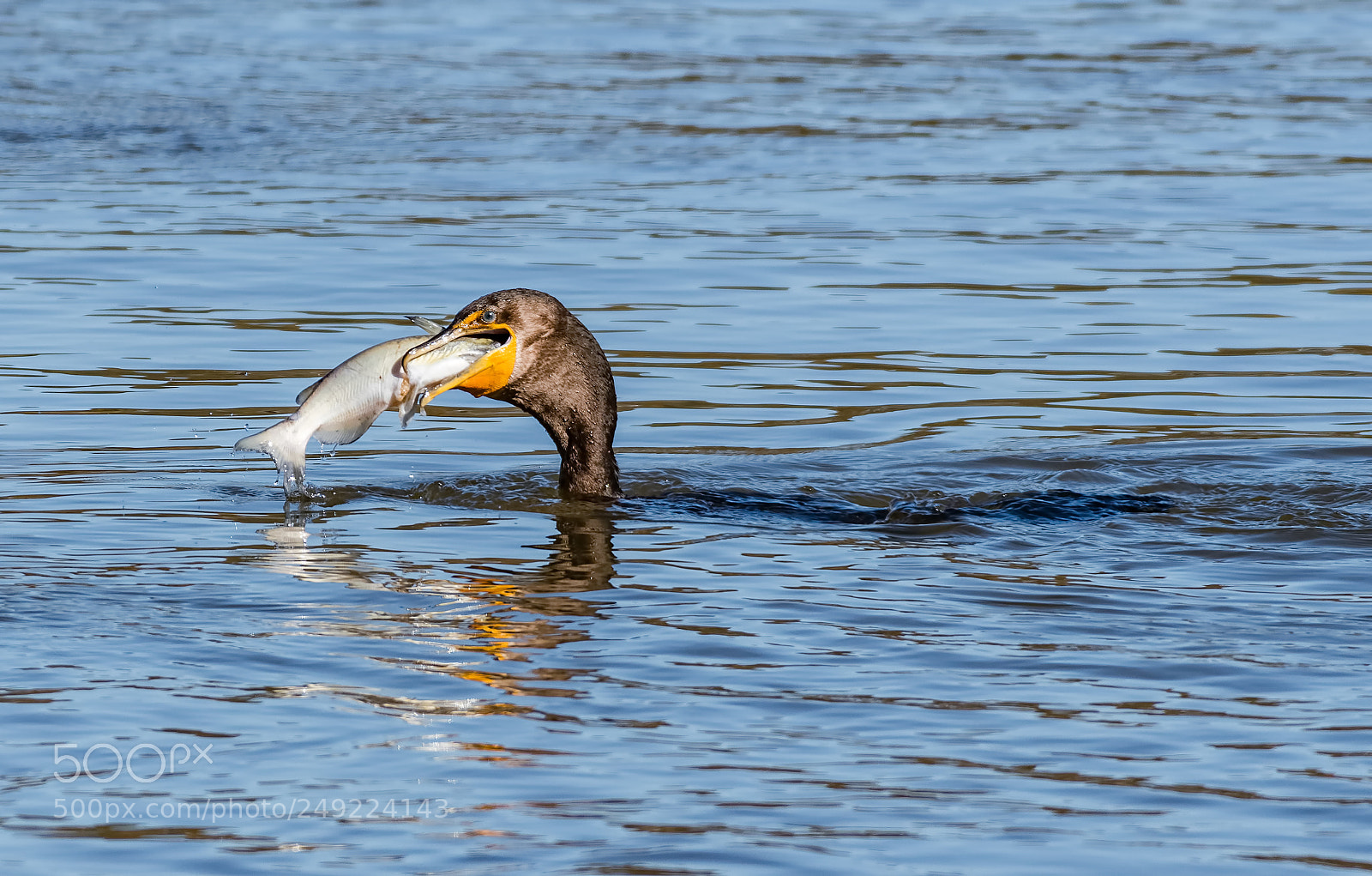 Nikon D500 sample photo. Too big to swallow photography