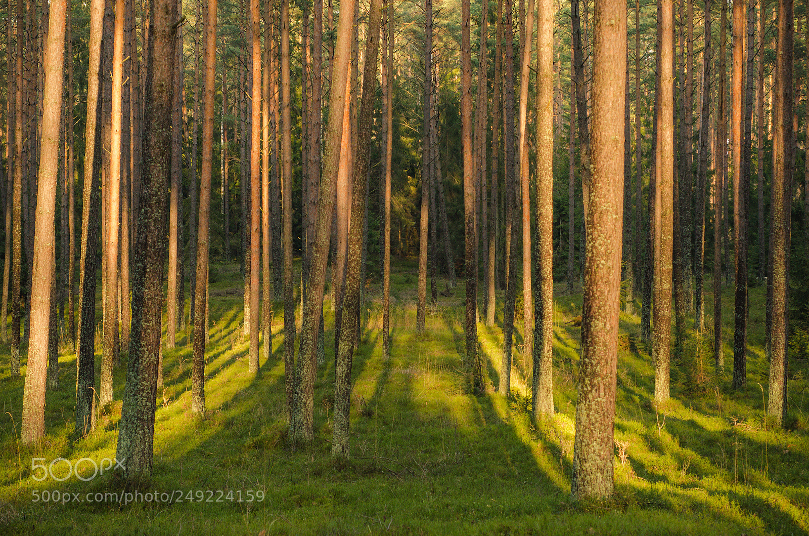 Nikon D7000 sample photo. Sunny trees photography