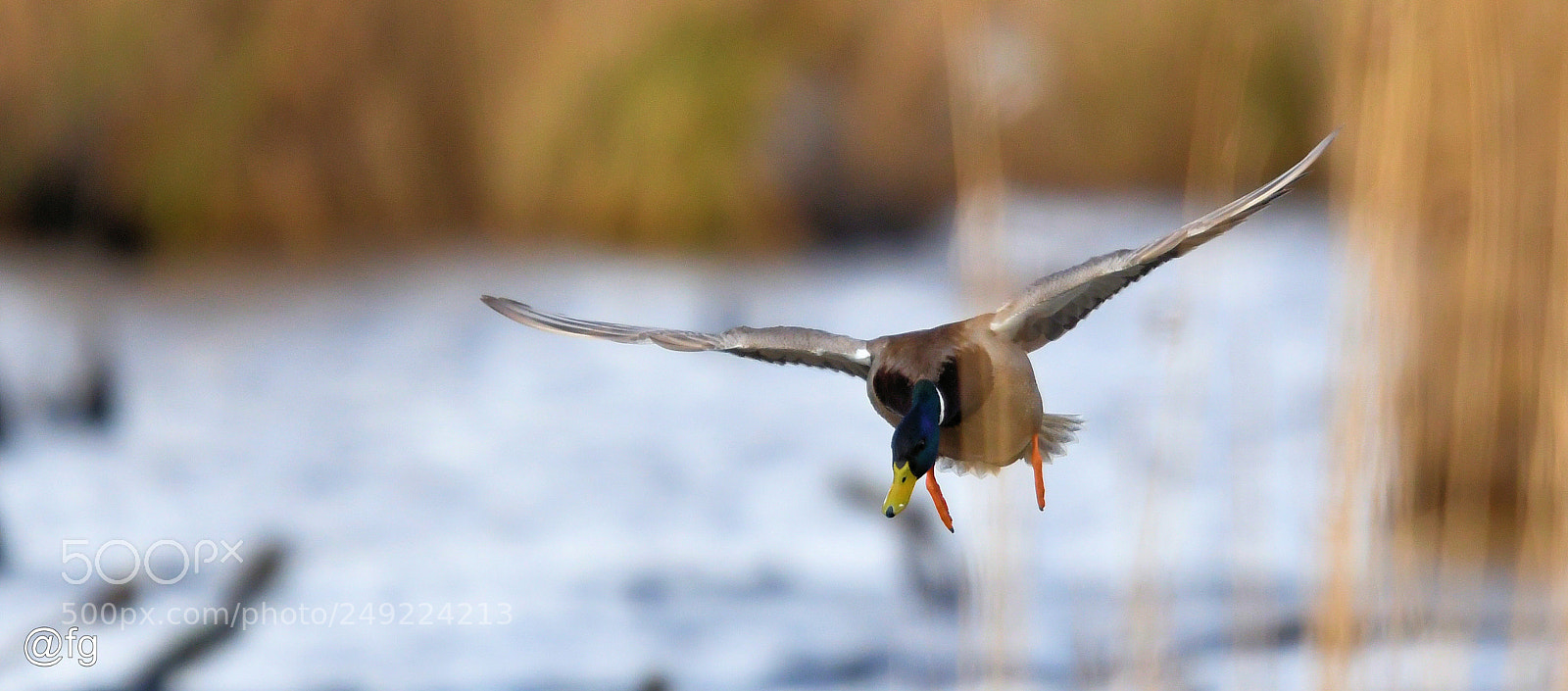 Nikon D500 sample photo. 60km crosswind approach photography