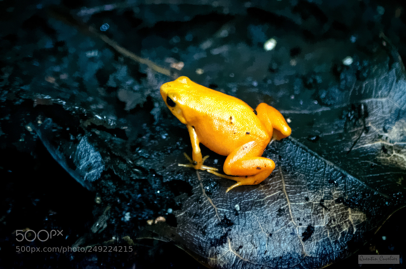 Nikon D7000 sample photo. Golden mantella photography