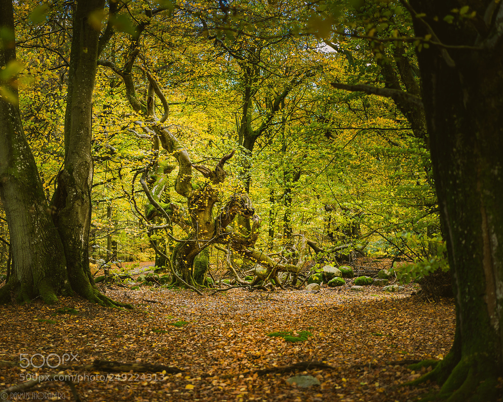 Sony a7R II sample photo. Follow the breadcrumbs. photography