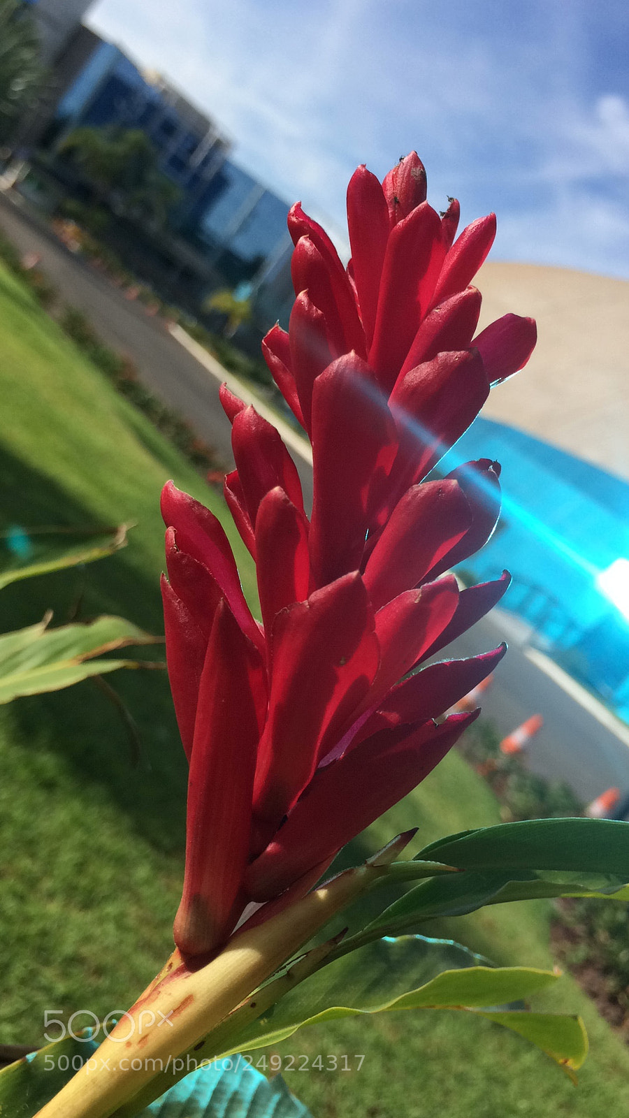 Apple iPhone 5s sample photo. A beautiful flower!! photography