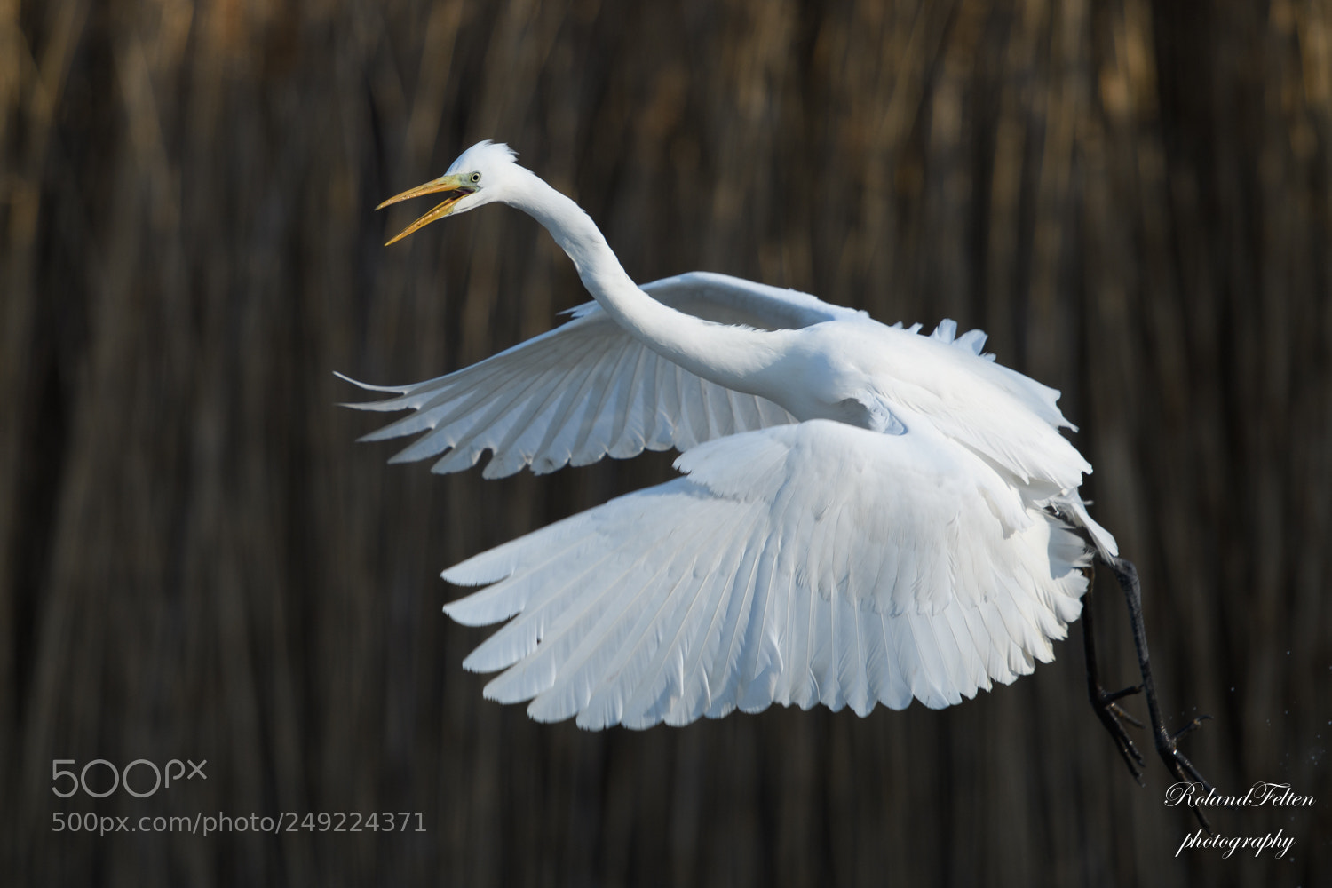 Nikon D500 sample photo. Great egret flight photography