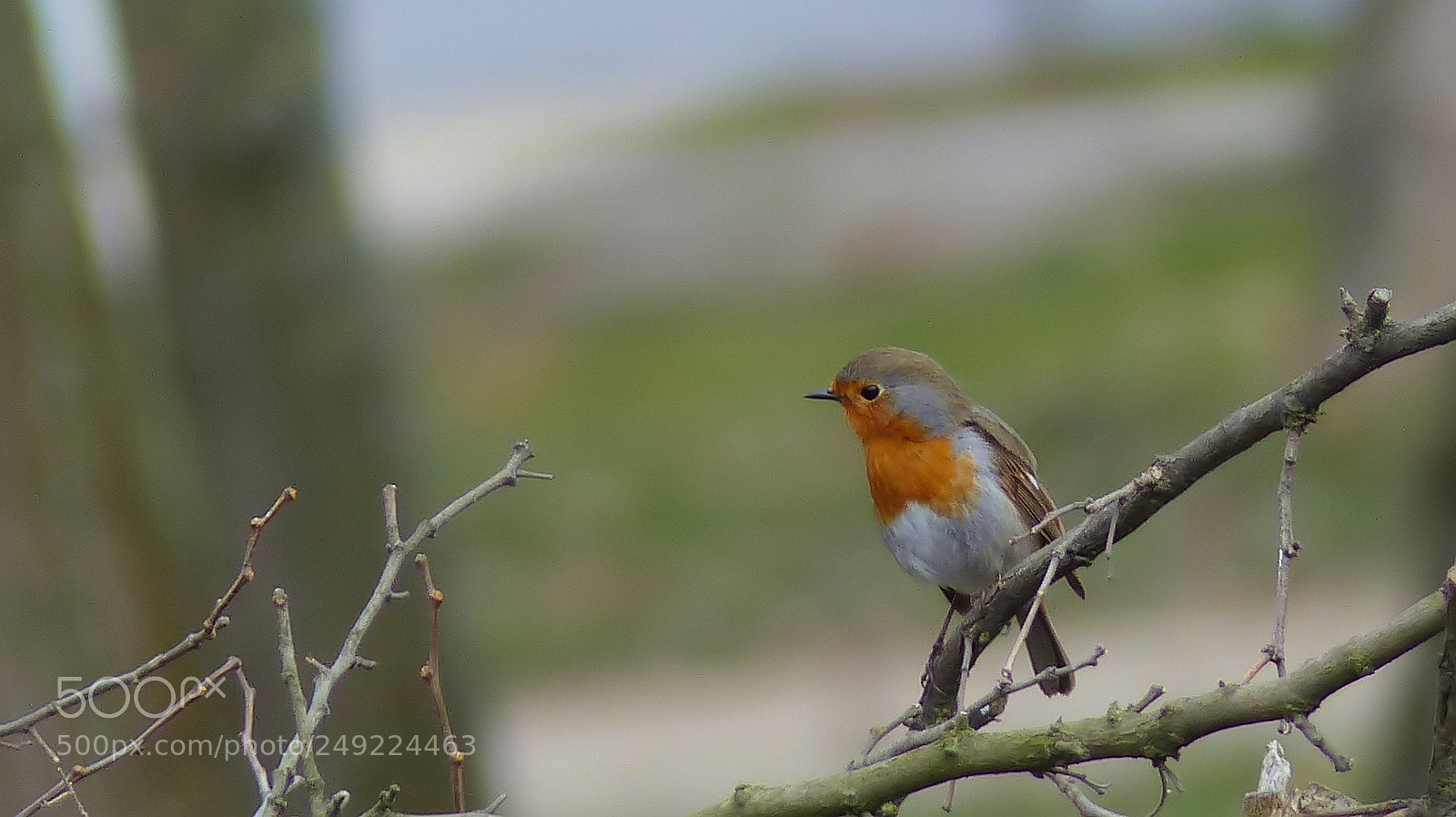 Panasonic Lumix DMC-FZ200 sample photo. Robin photography