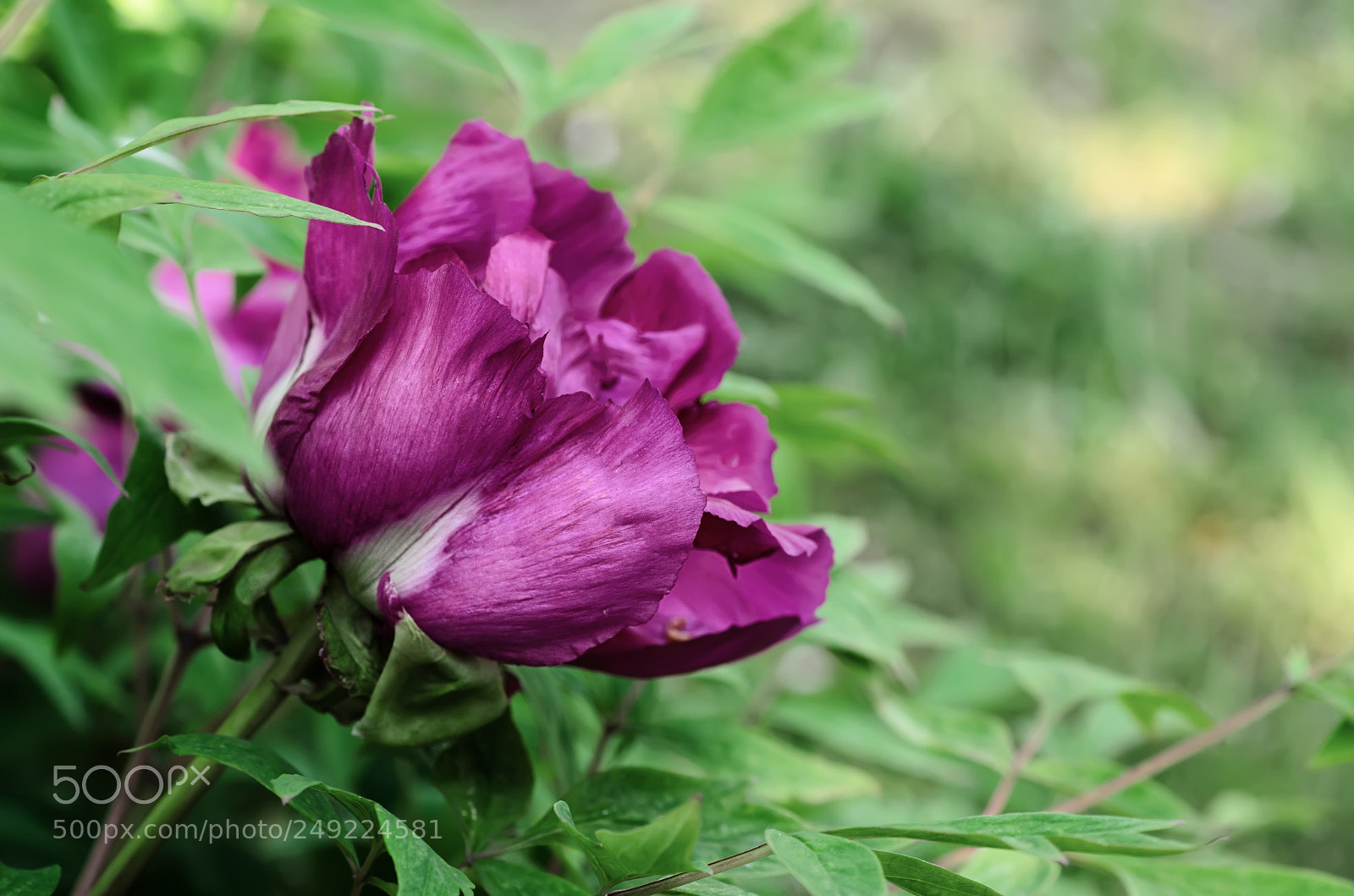 Nikon D7000 sample photo. Peony flower background photography