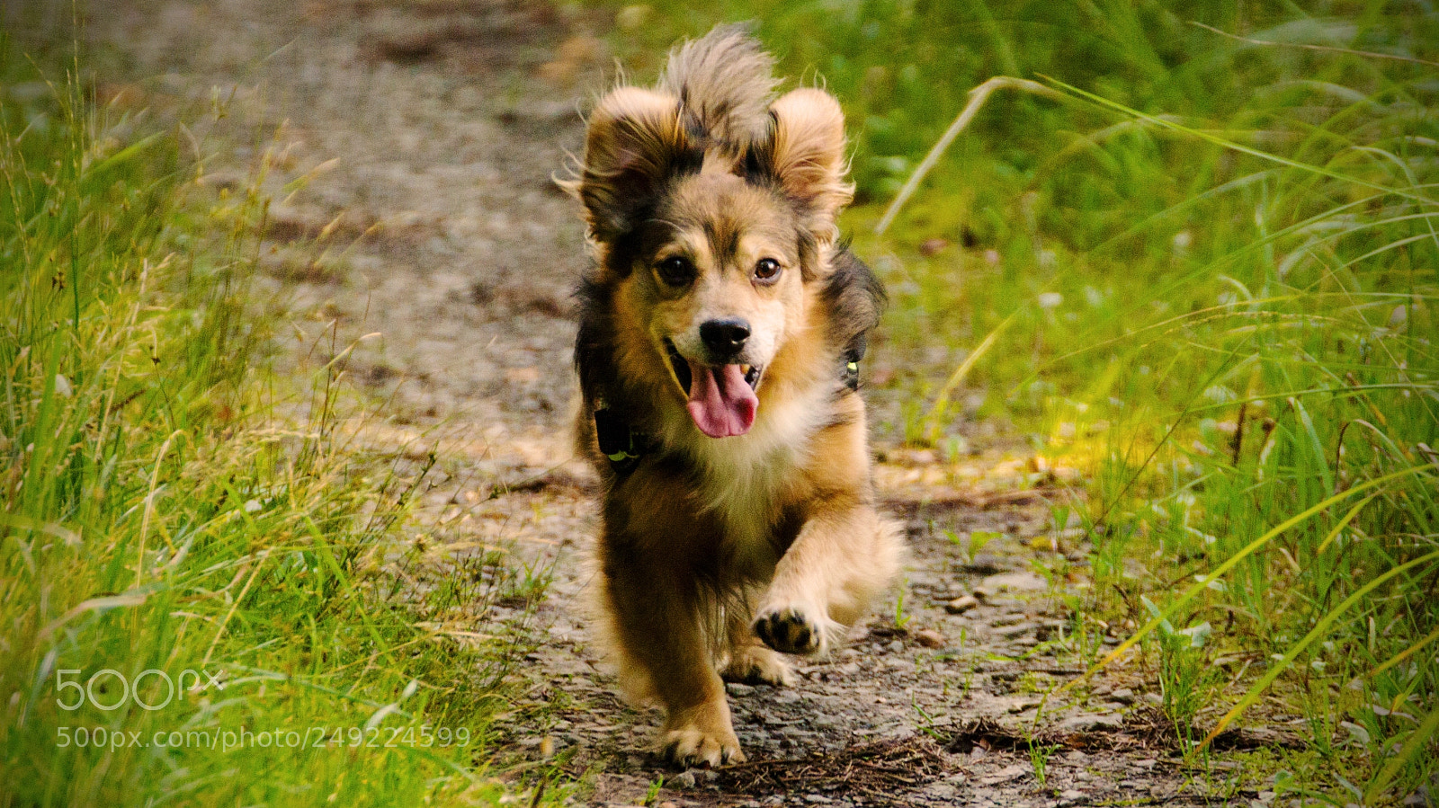Canon EOS 7D sample photo. Dog photography