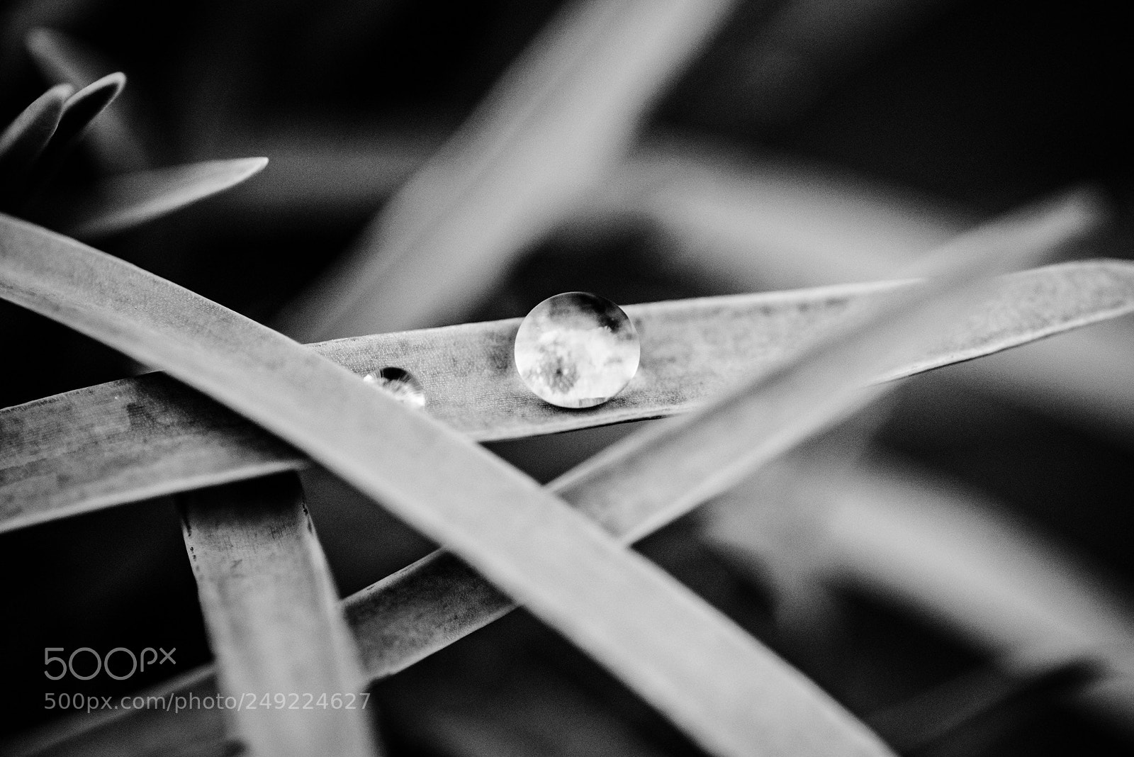 Nikon D800E sample photo. Blades of grass photography