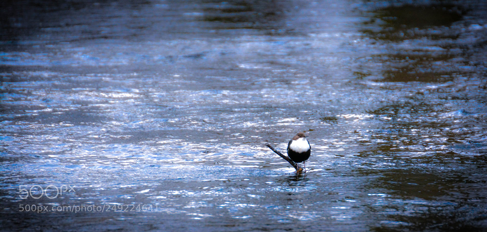 Nikon D5200 sample photo. Whith-throated dipper. photography