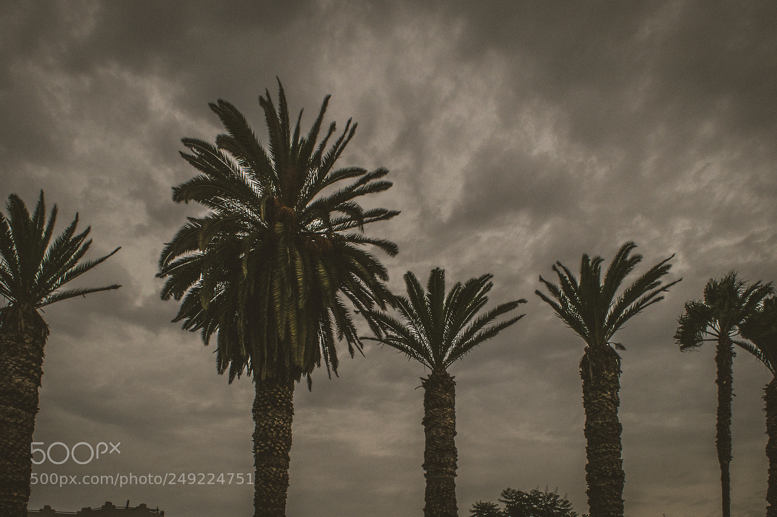 Nikon D5300 sample photo. Tree palms photography