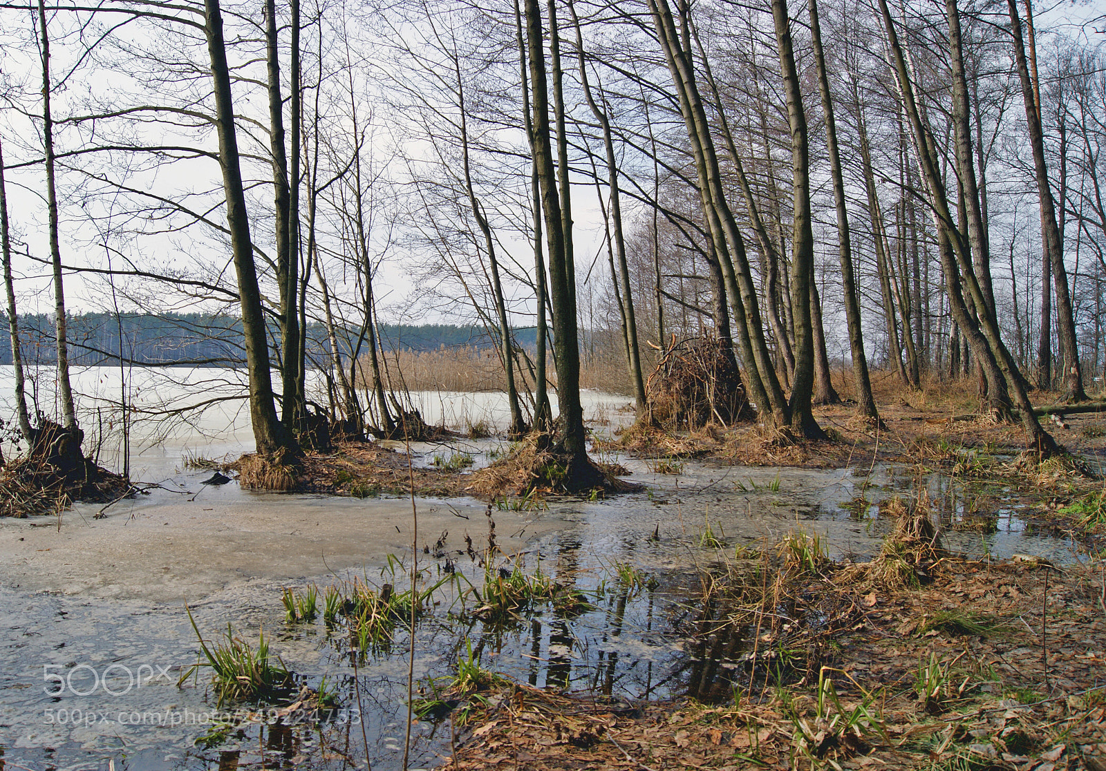 Sony Alpha DSLR-A290 sample photo. Spring in the forest photography
