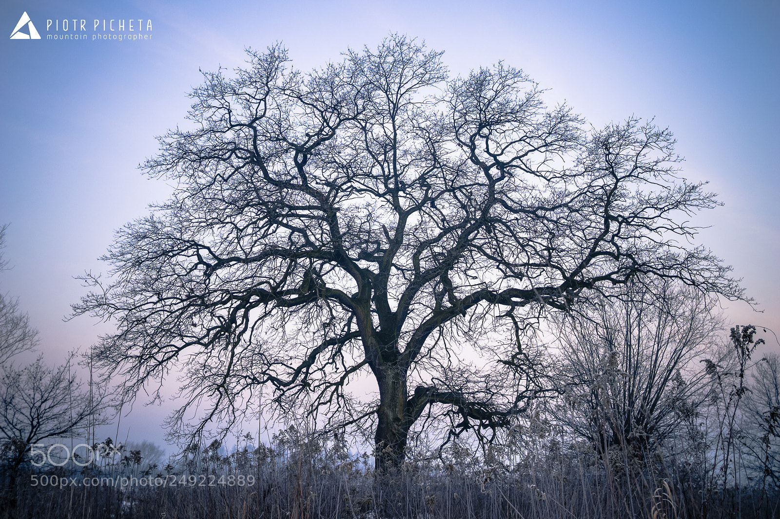 Canon EOS 80D sample photo. The tree of all photography