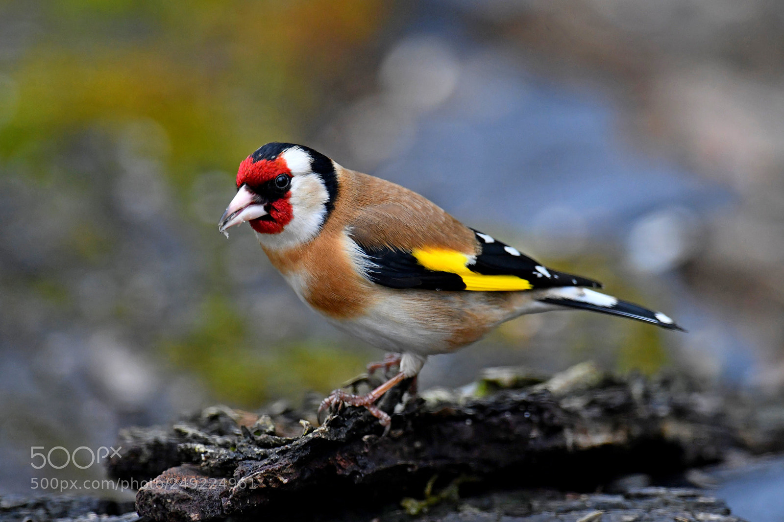 Nikon D500 sample photo. Goldfinch photography
