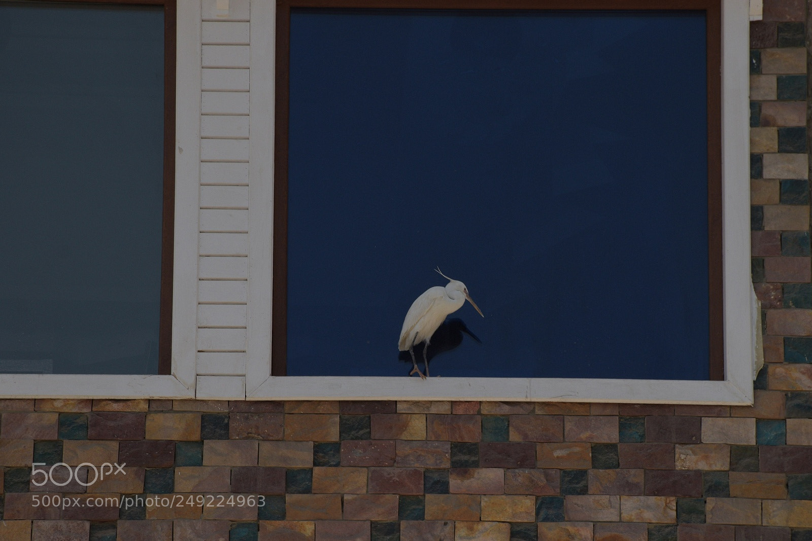 Nikon D3300 sample photo. At window photography