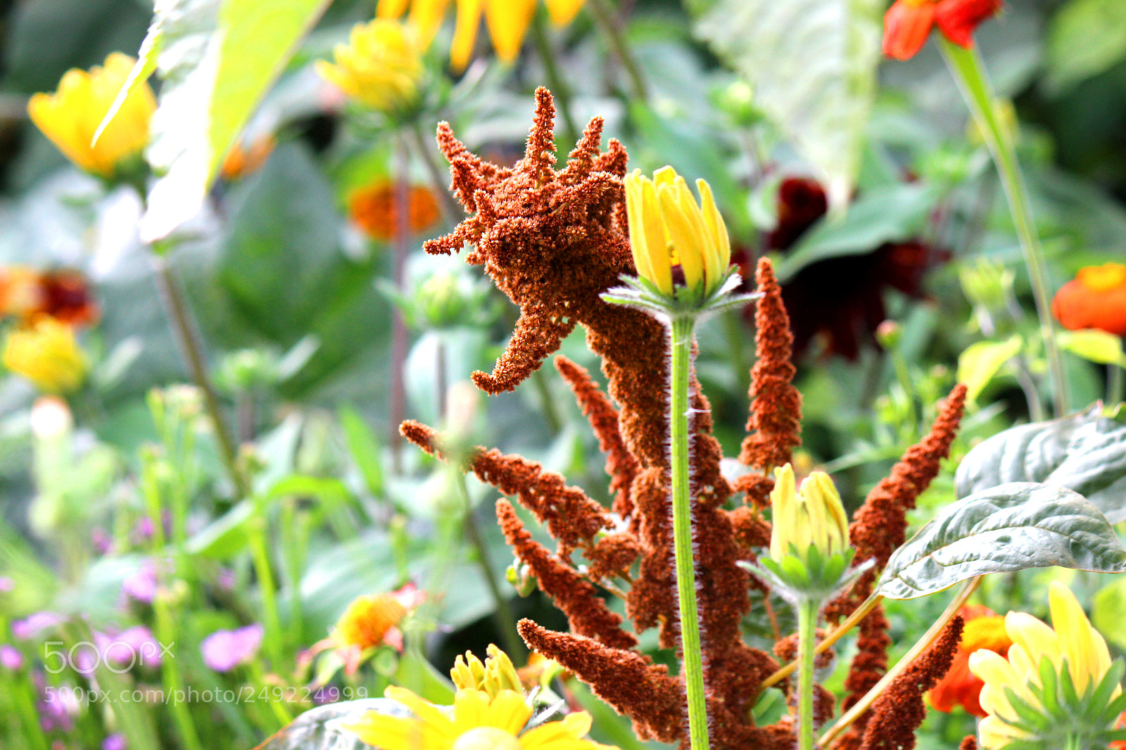 Canon EOS 600D (Rebel EOS T3i / EOS Kiss X5) sample photo. Img photography
