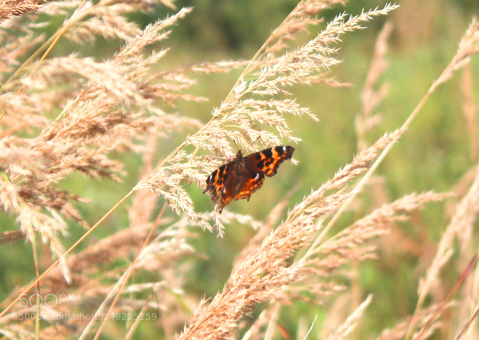 Canon EOS 600D (Rebel EOS T3i / EOS Kiss X5) sample photo. Img photography