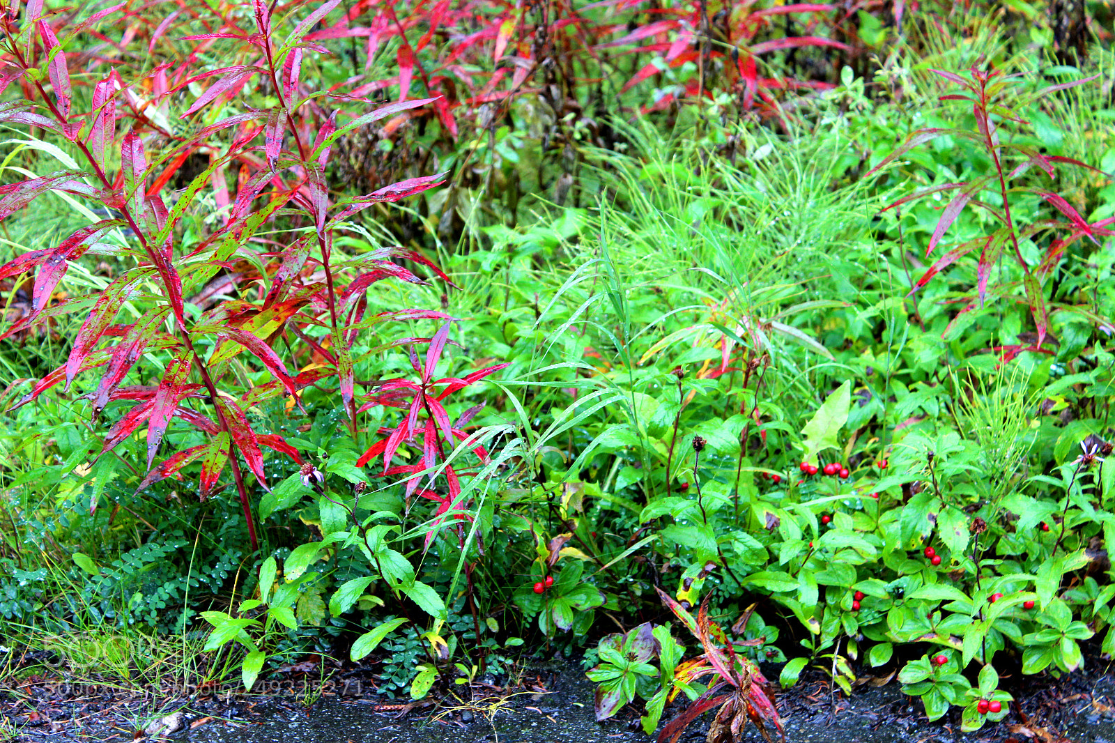 Canon EOS 600D (Rebel EOS T3i / EOS Kiss X5) sample photo. Img photography