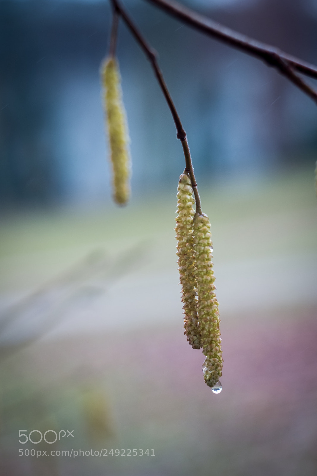 Fujifilm X-E1 sample photo. Teardrop photography