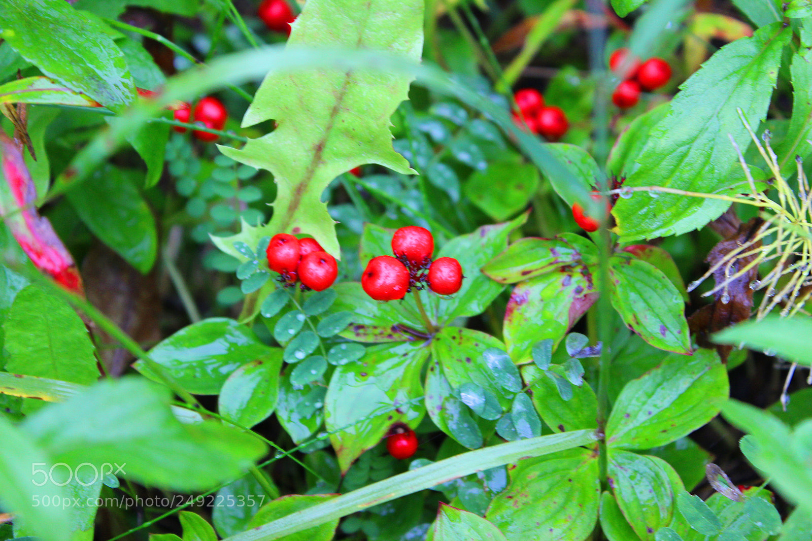 Canon EOS 600D (Rebel EOS T3i / EOS Kiss X5) sample photo. Img photography