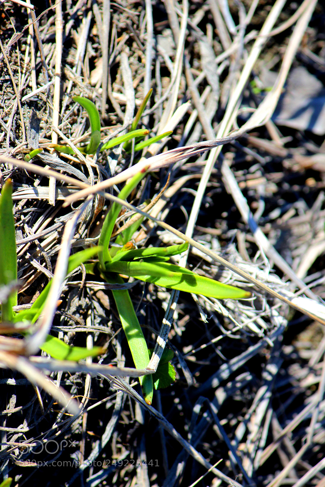 Canon EOS 600D (Rebel EOS T3i / EOS Kiss X5) sample photo. Img photography