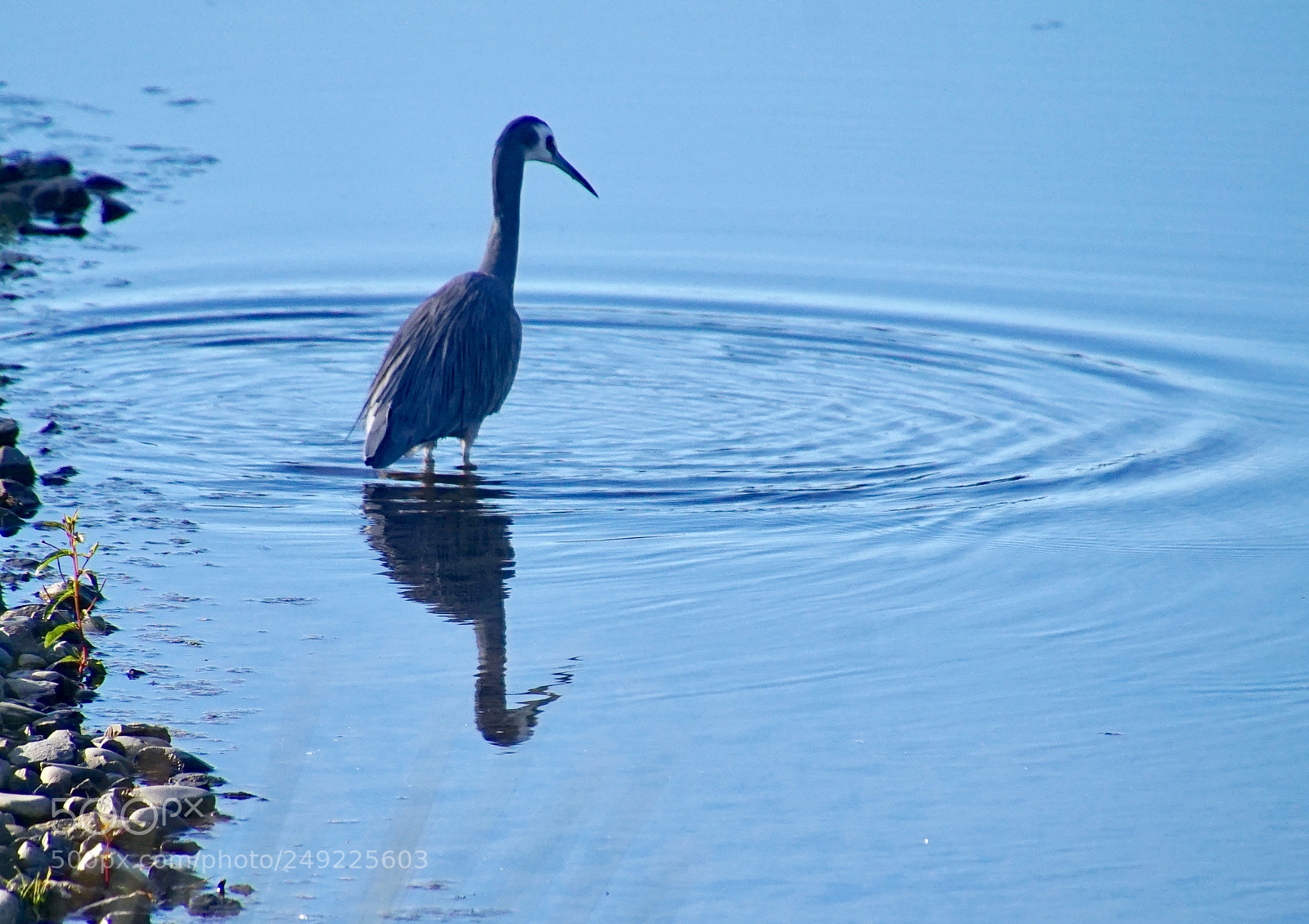 Sony a7 sample photo. Blue photography