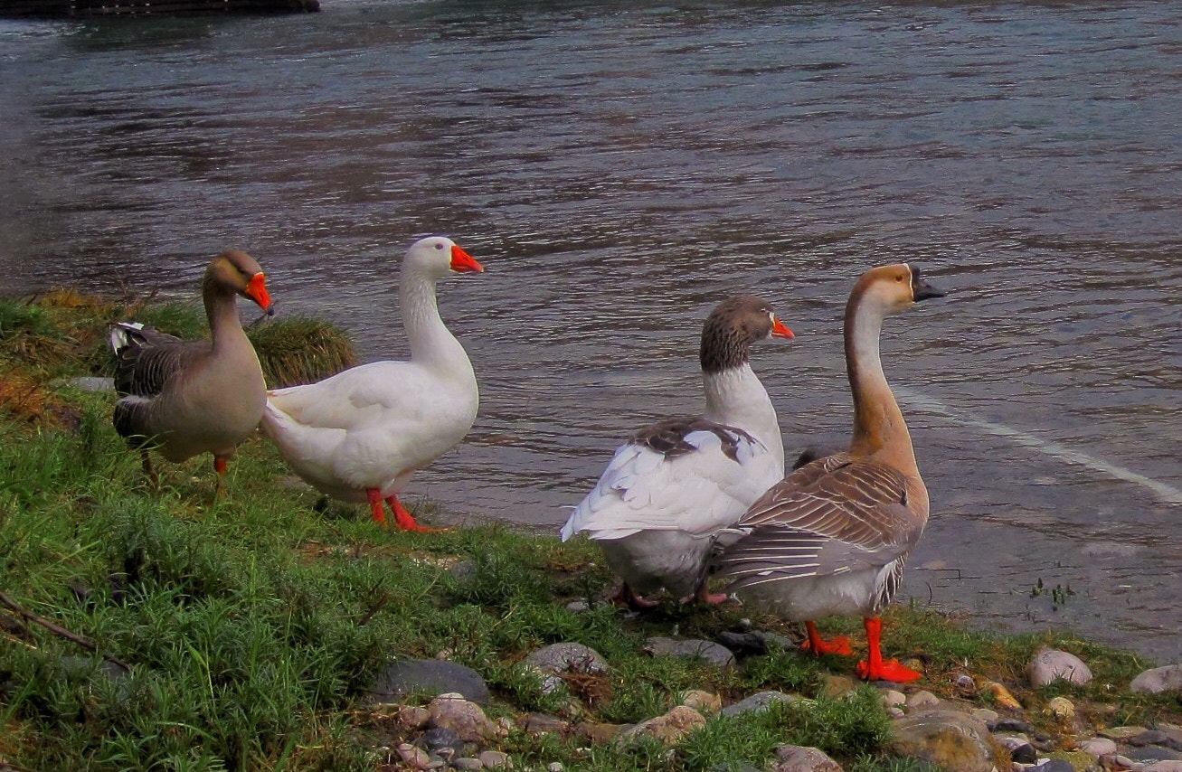 Canon PowerShot SD780 IS (Digital IXUS 100 IS / IXY Digital 210 IS) sample photo. ... ducks everywhere... photography