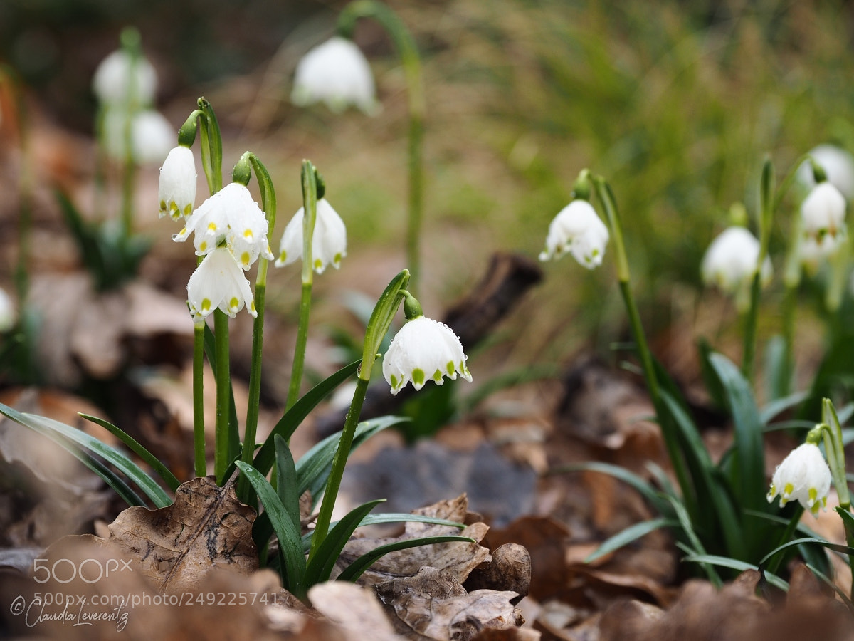 Olympus OM-D E-M1 sample photo. ... leucojum vernum ... photography