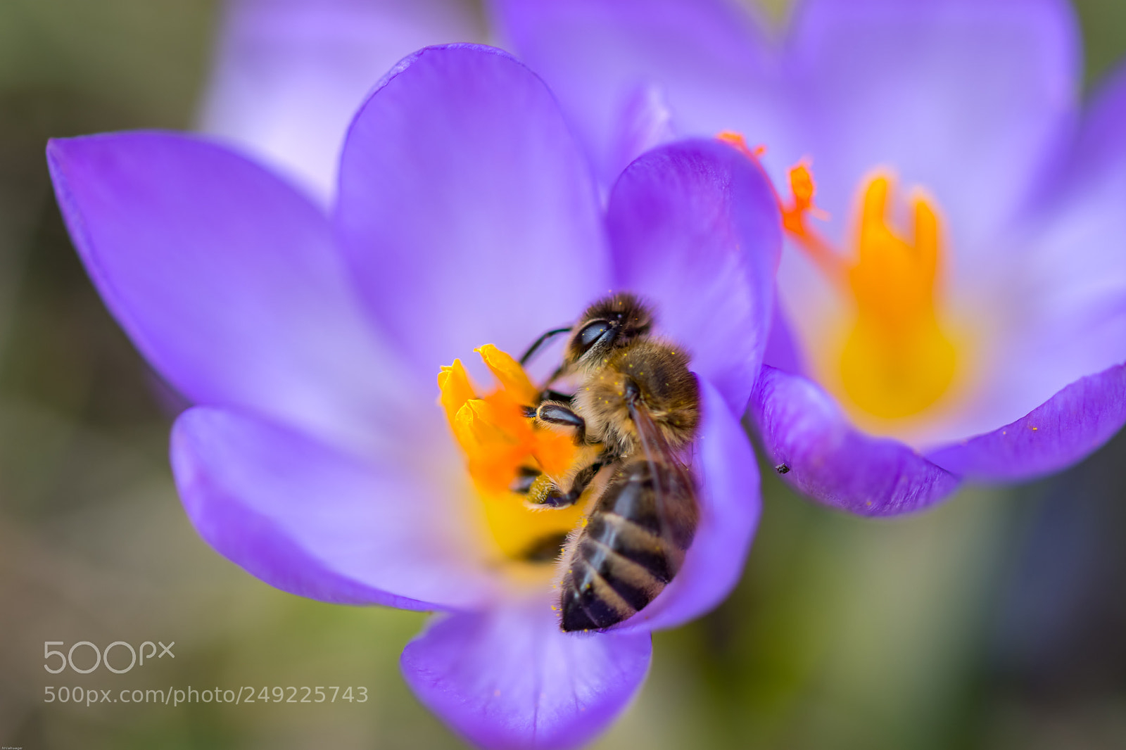 Nikon D7200 sample photo. Wenn der krokus lockt photography
