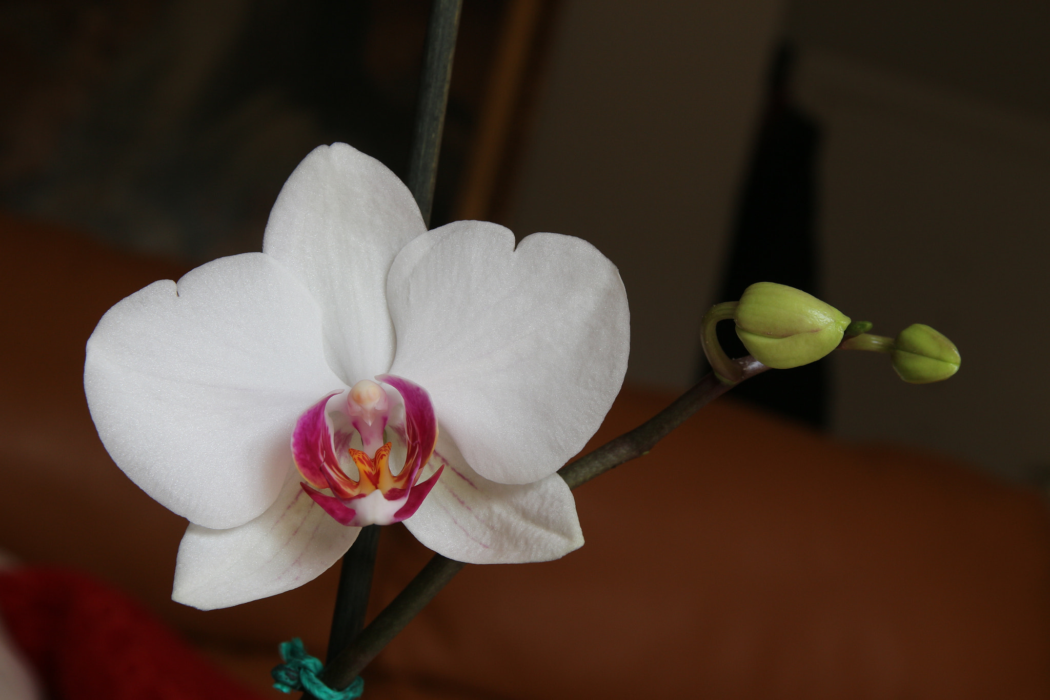 Sigma 17-70mm F2.8-4 DC Macro OS HSM sample photo. Untitled photography