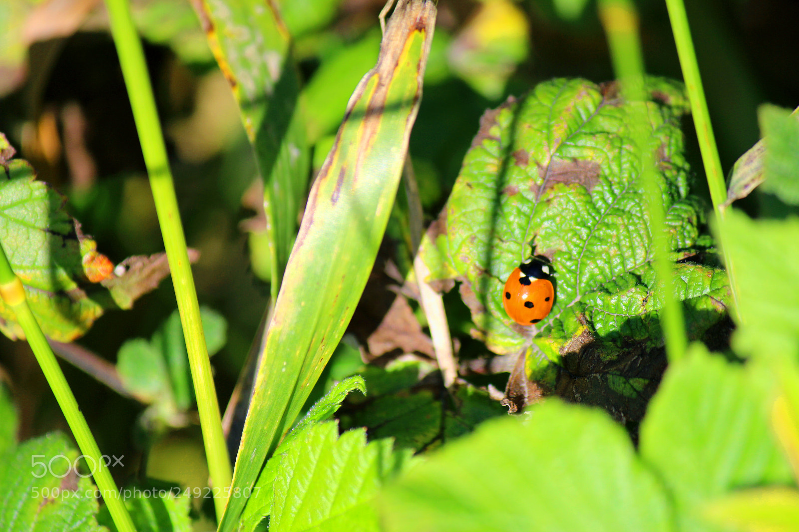Canon EOS 600D (Rebel EOS T3i / EOS Kiss X5) sample photo. Img photography