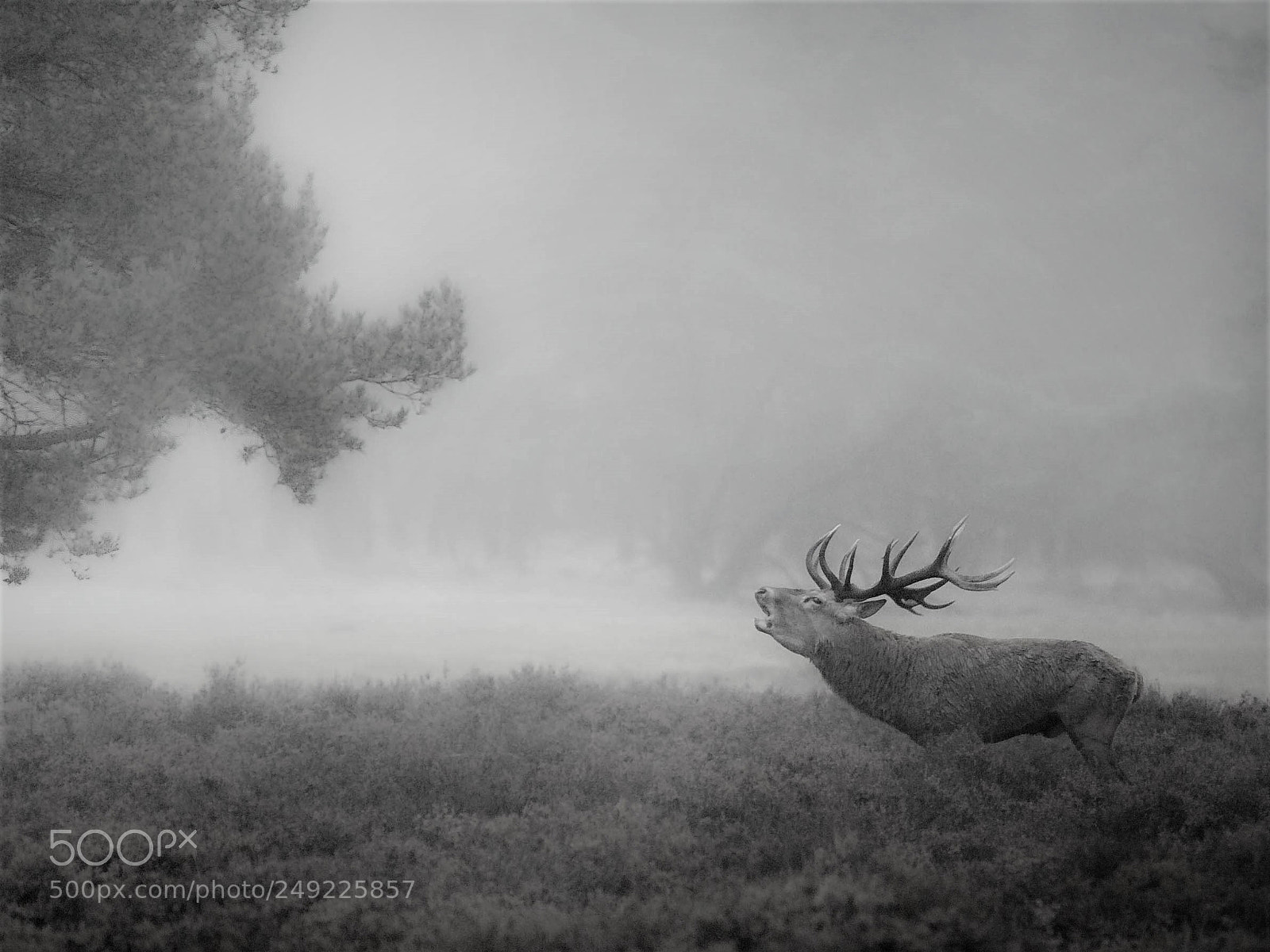 Canon EOS 30D sample photo. Stag in the woods photography