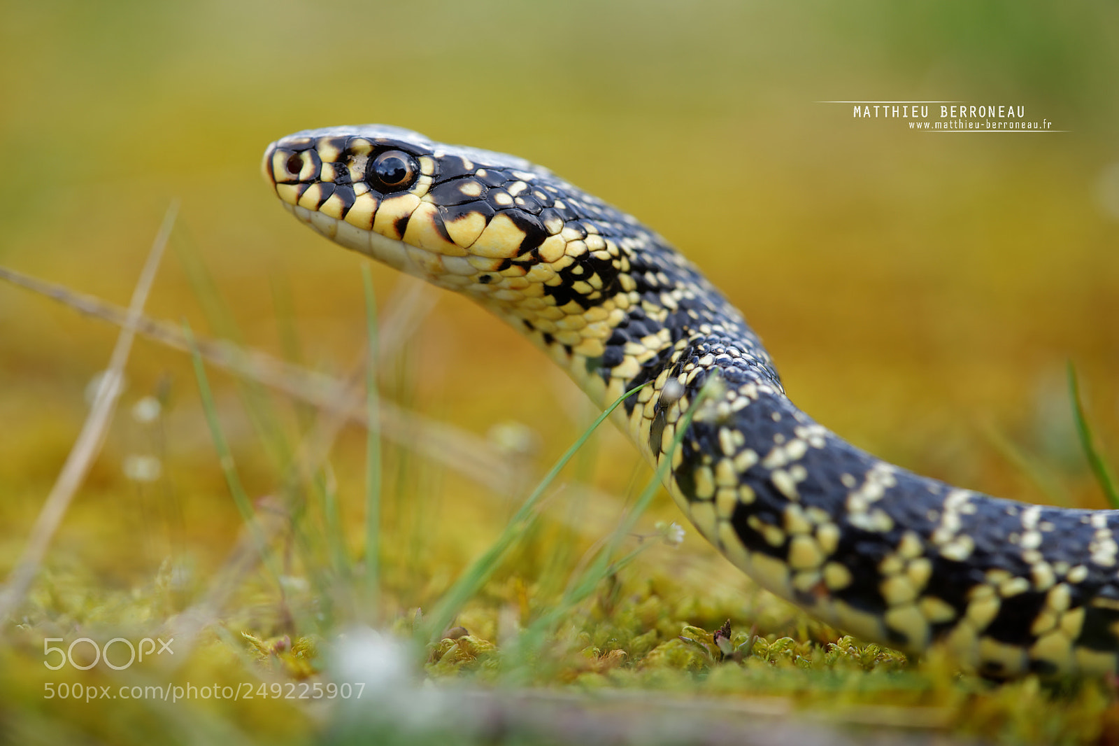Sony a7 II sample photo. Western whip snake photography