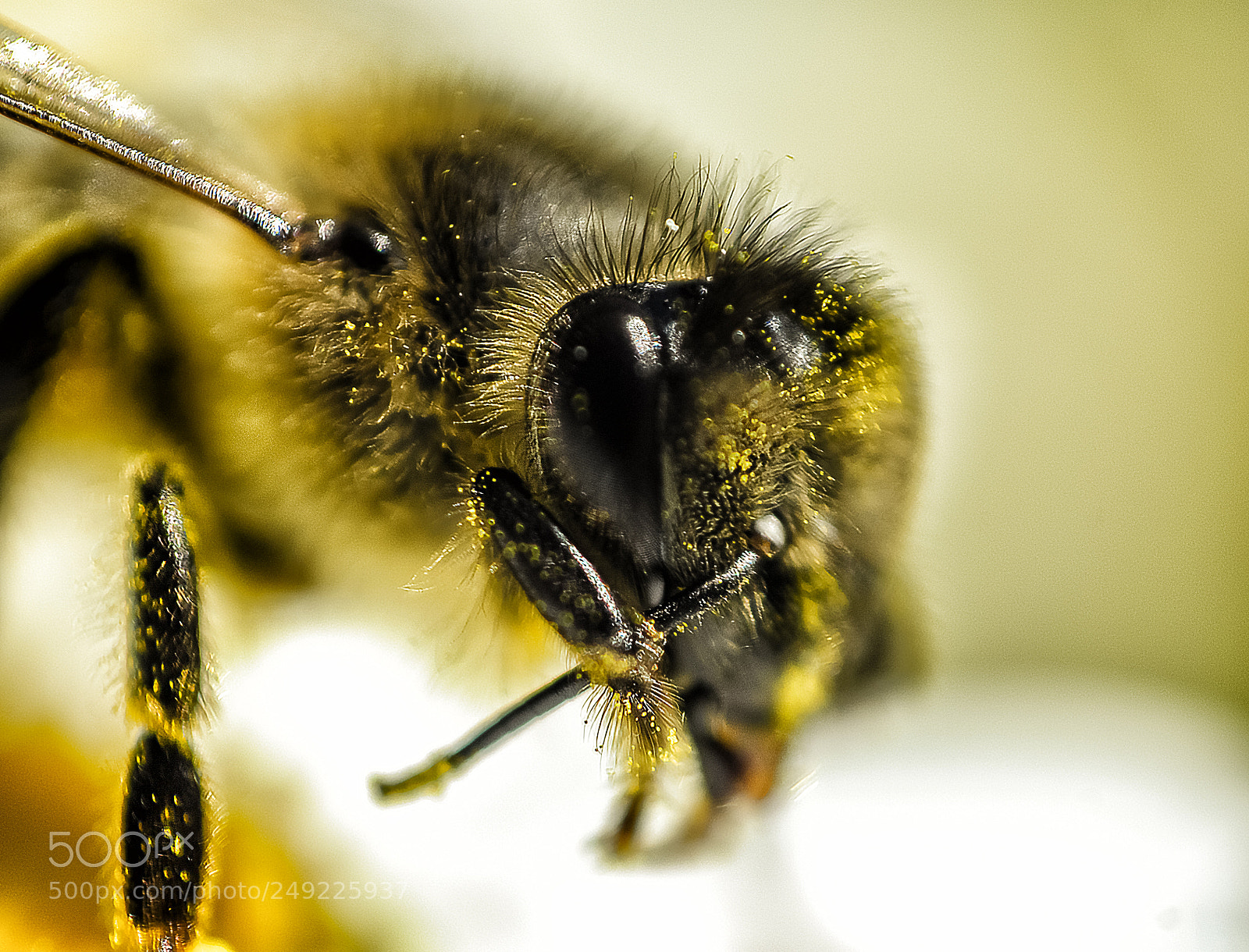 Fujifilm X-T10 sample photo. Macro details photography