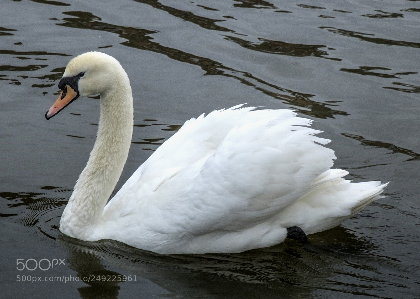 Canon EOS 750D (EOS Rebel T6i / EOS Kiss X8i) sample photo. Beauty of the swan photography