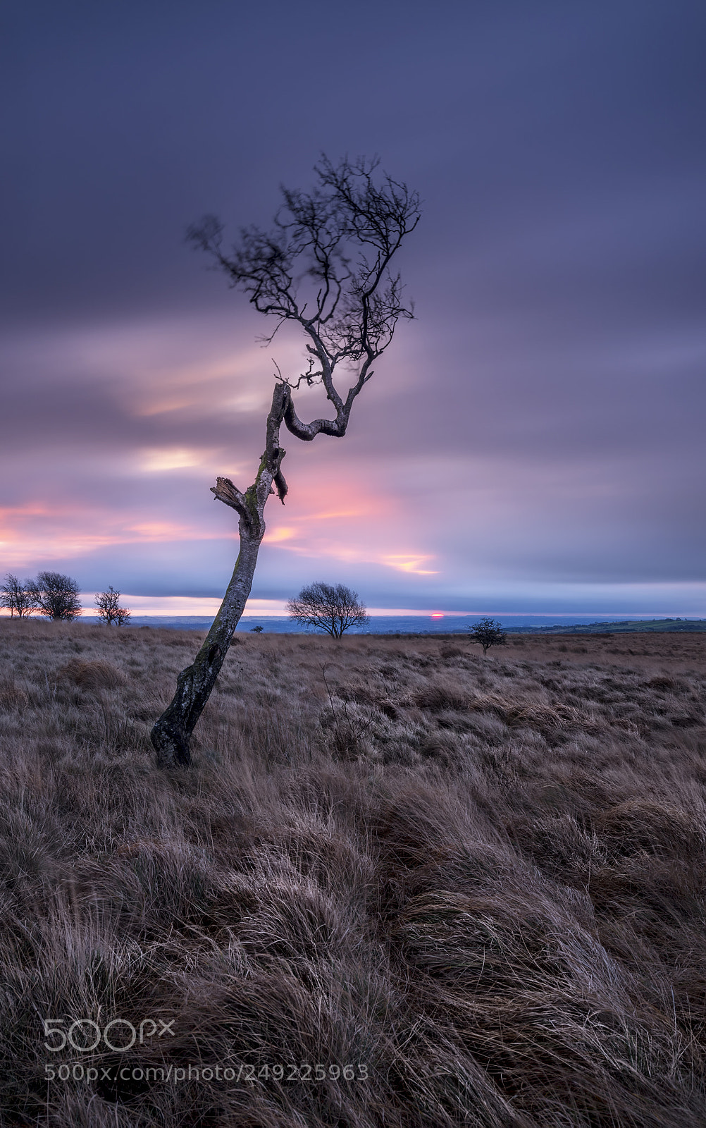 Fujifilm GFX 50S sample photo. Derbyshire dales tree photography