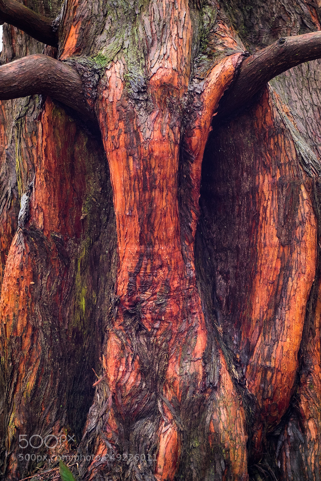 Fujifilm X-E1 sample photo. Amazing shape and colour photography