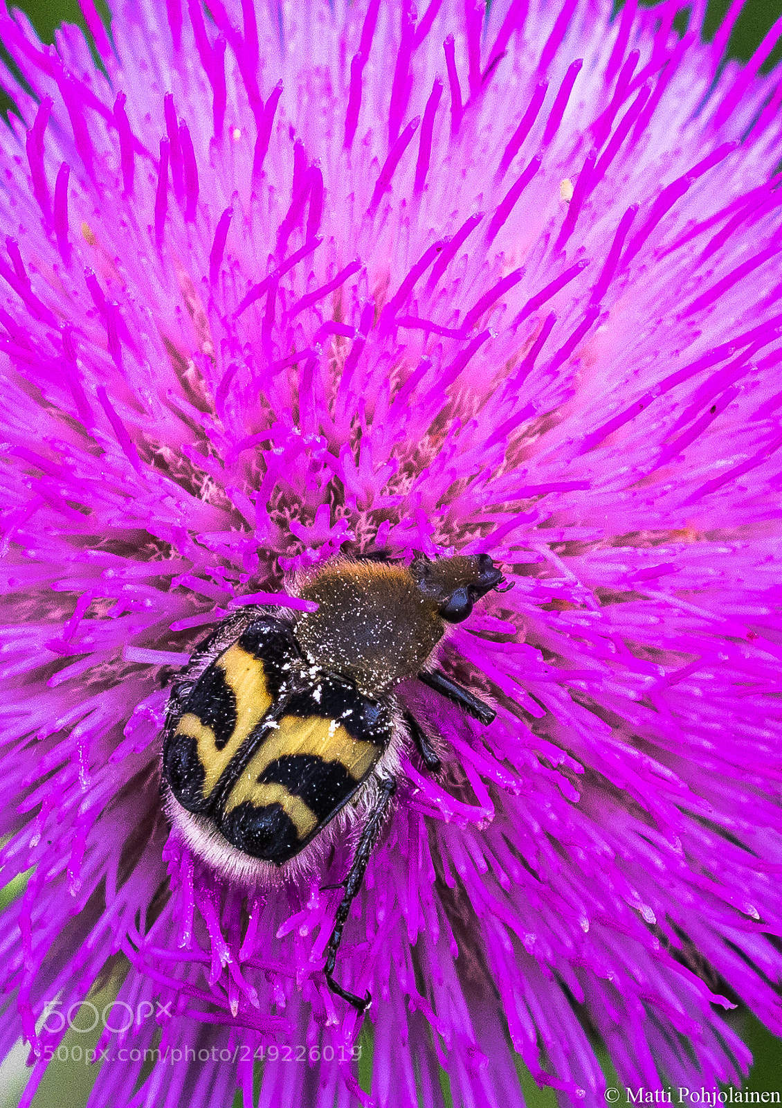 Canon EOS 7D Mark II sample photo. Bee beetle photography