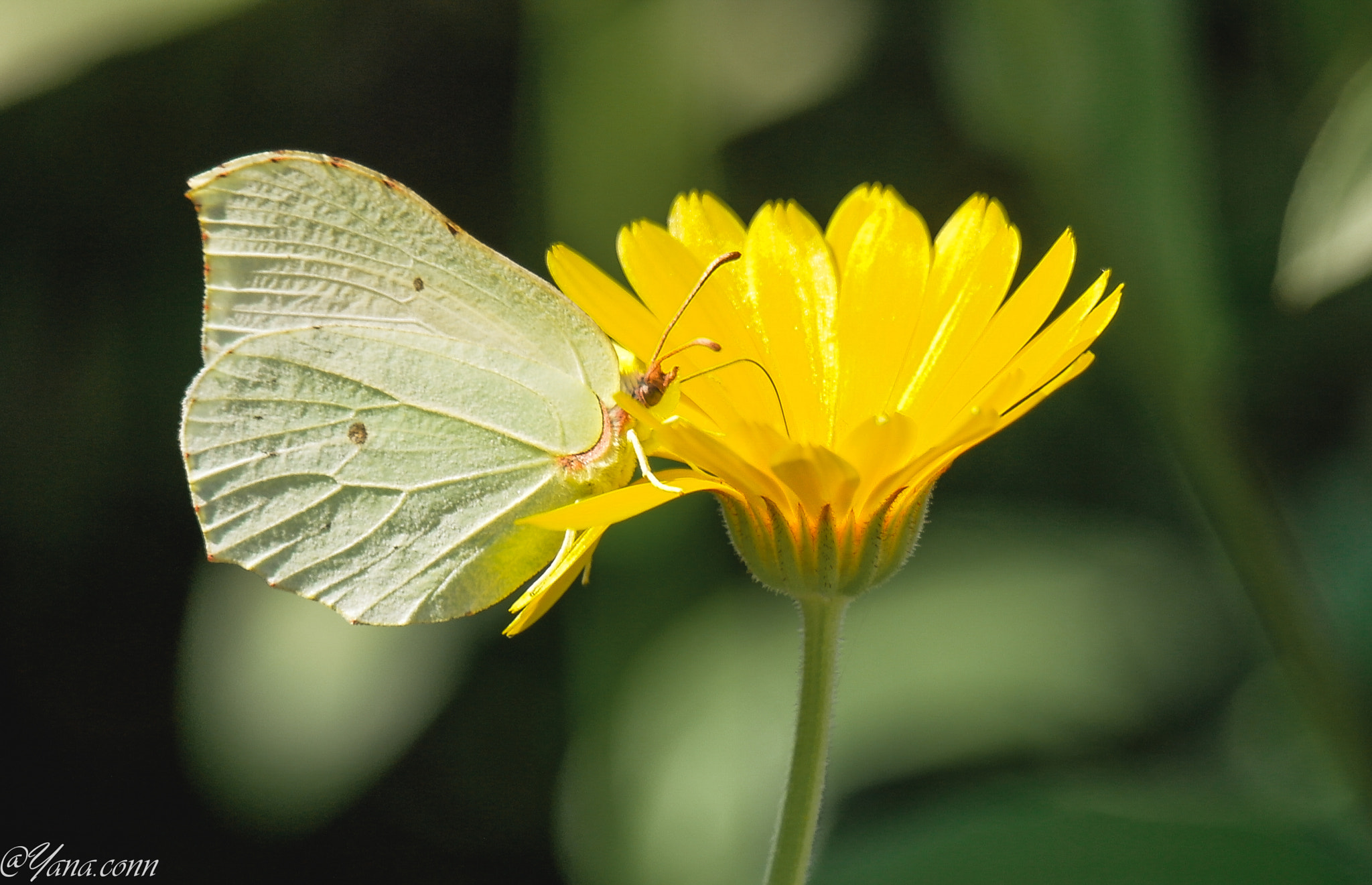 Samsung NX11 sample photo. Sam photography