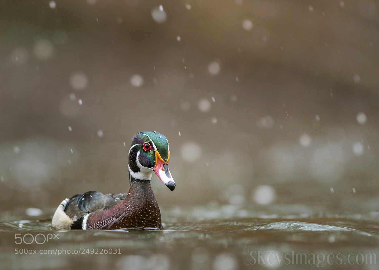 Nikon D500 sample photo. These wood ducks will photography