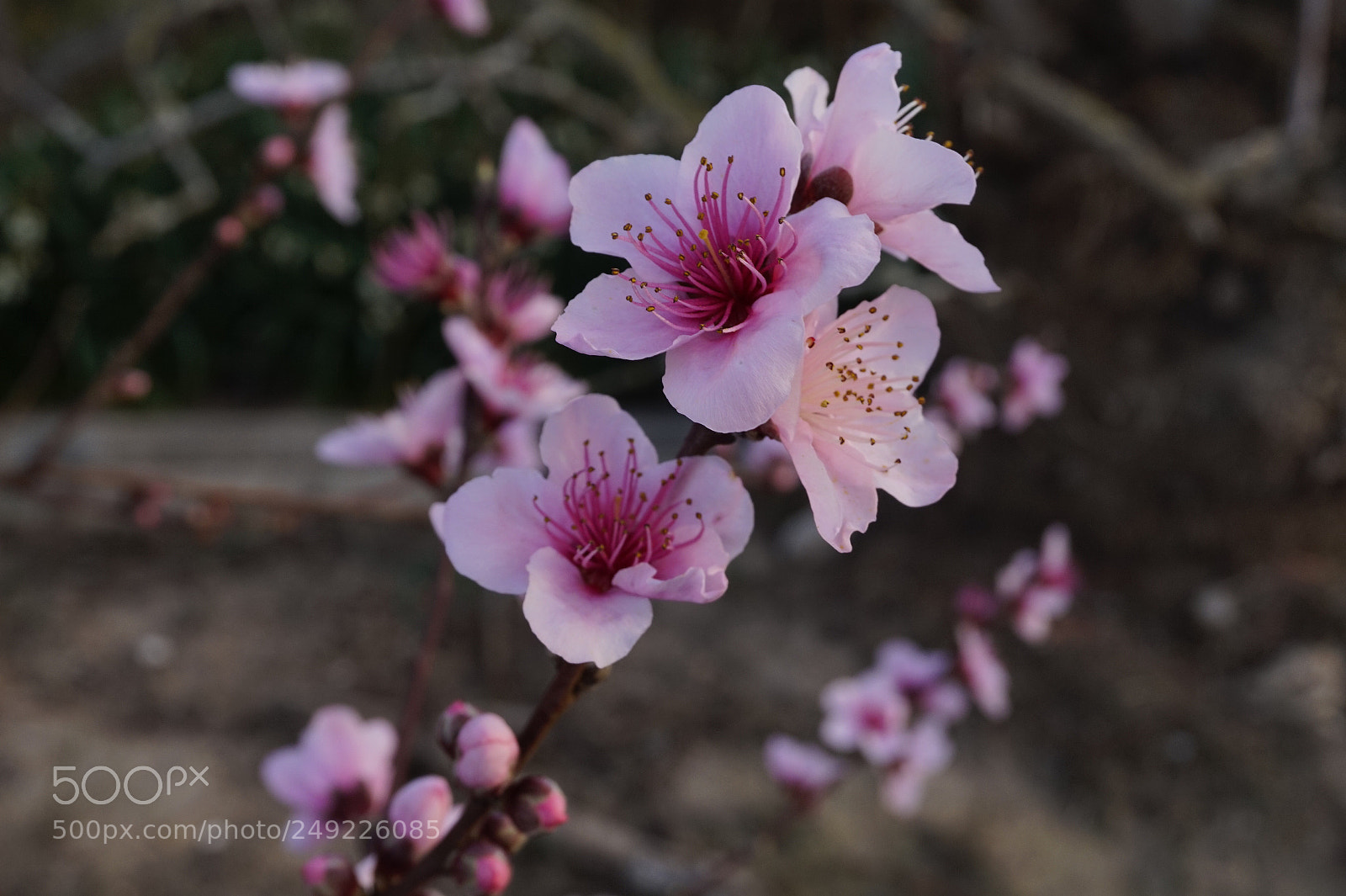 Sony Alpha a5000 (ILCE 5000) sample photo. Flores de melocotonero. photography