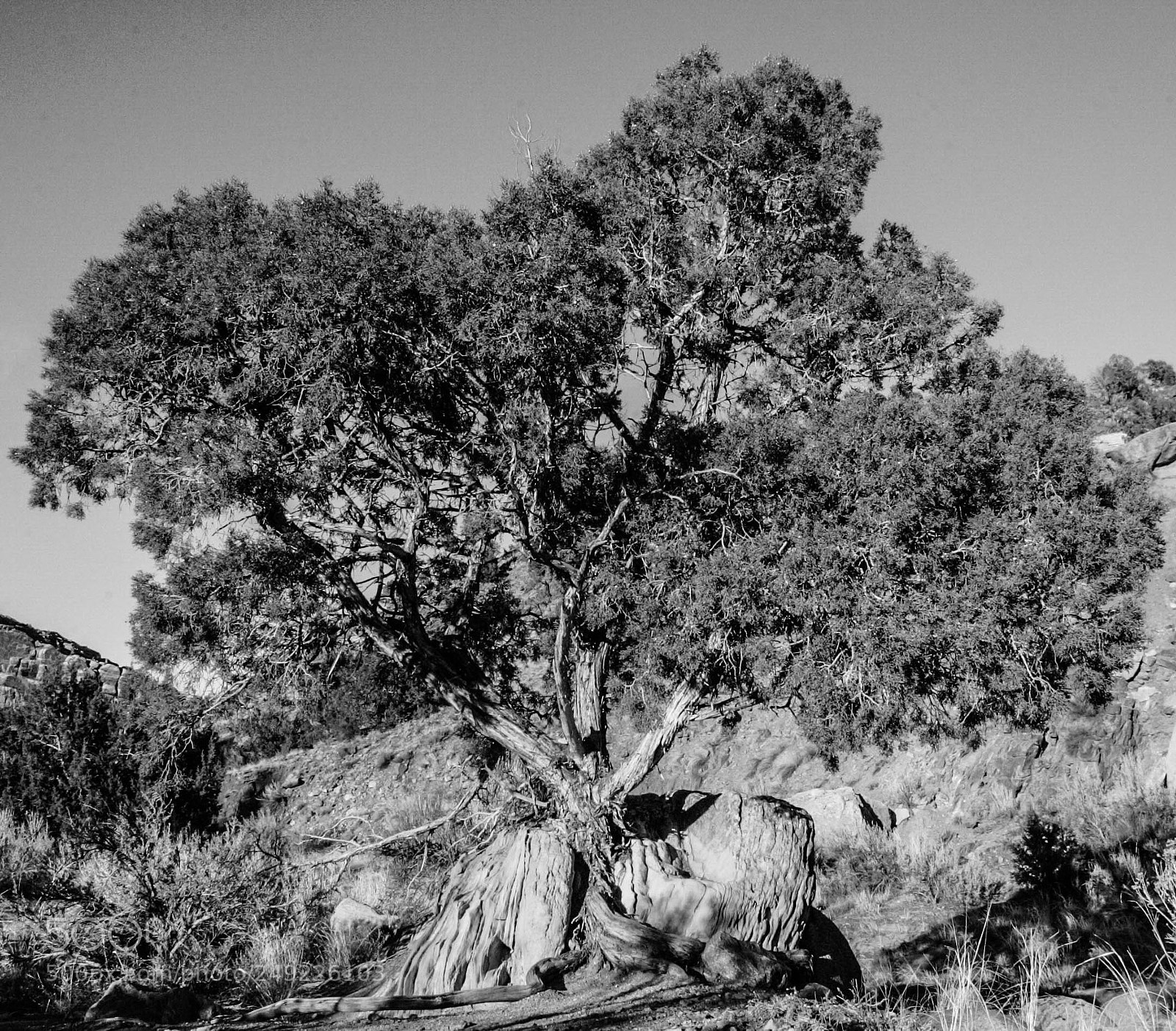 Canon EOS-1D Mark II sample photo. One, two, tree photography