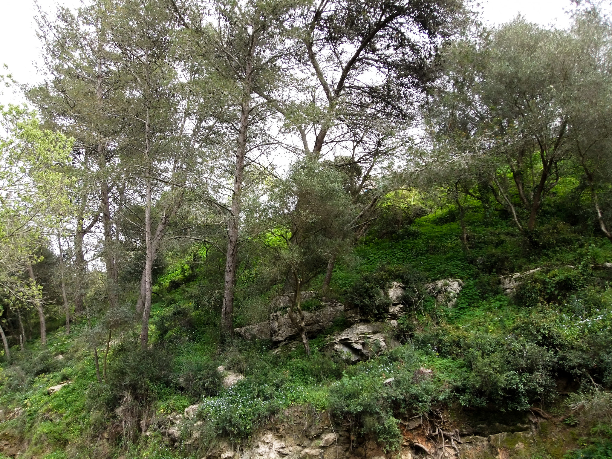 FujiFilm FinePix Z800EXR (FinePix Z808EXR) sample photo. Ravine photography