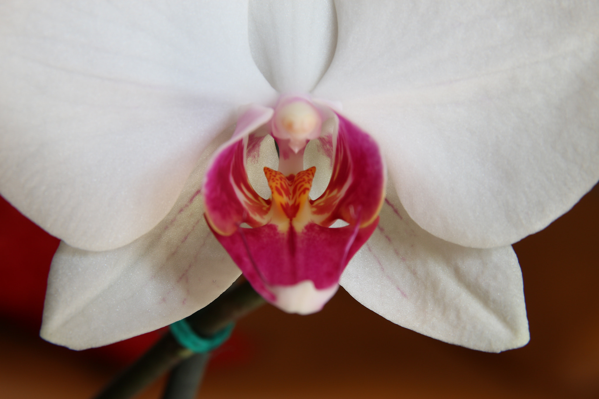 Sigma 17-70mm F2.8-4 DC Macro OS HSM sample photo. Untitled photography