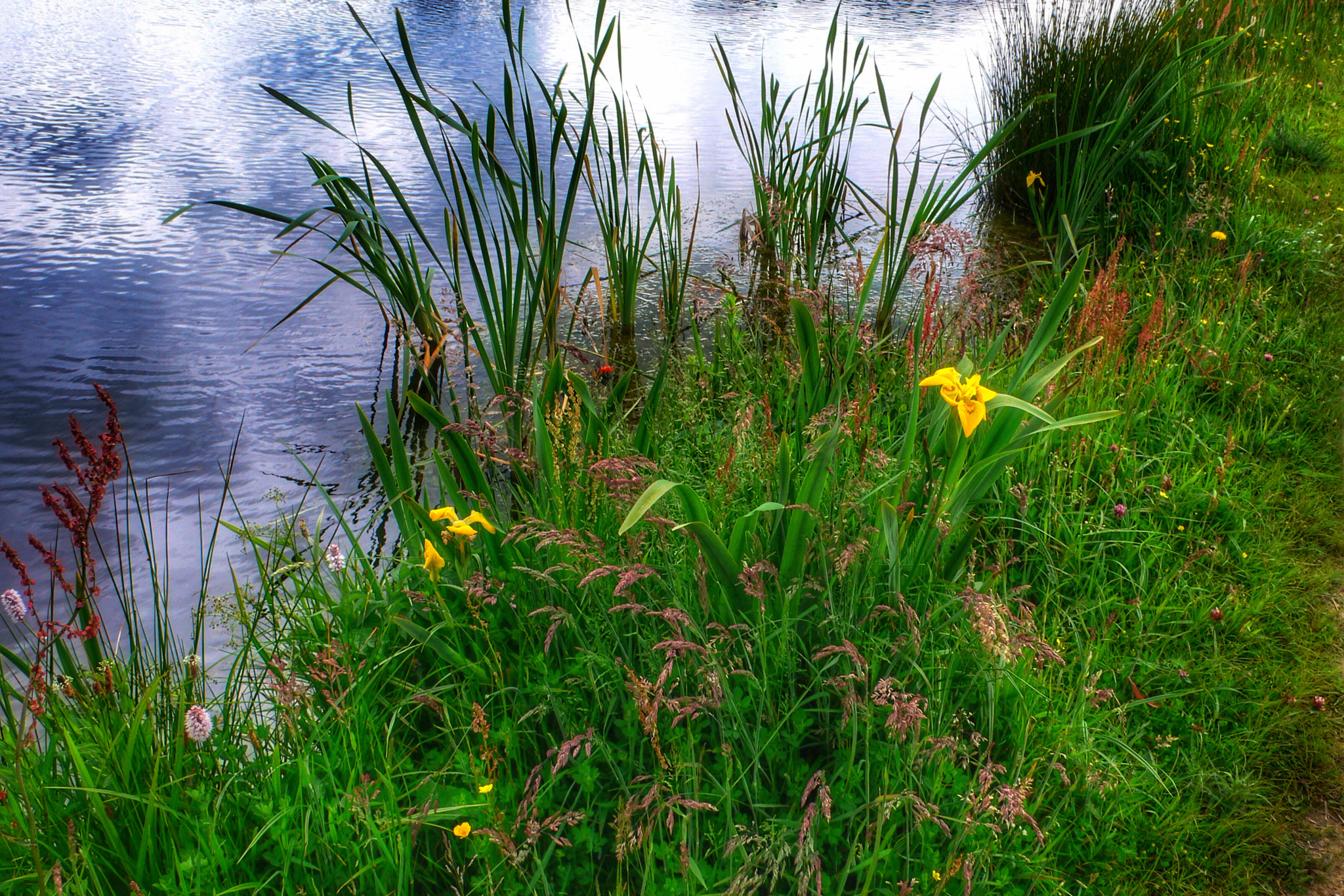 Panasonic DMC-LX1 sample photo. Sommerliche ufervegetation / summery riparian vege ... photography