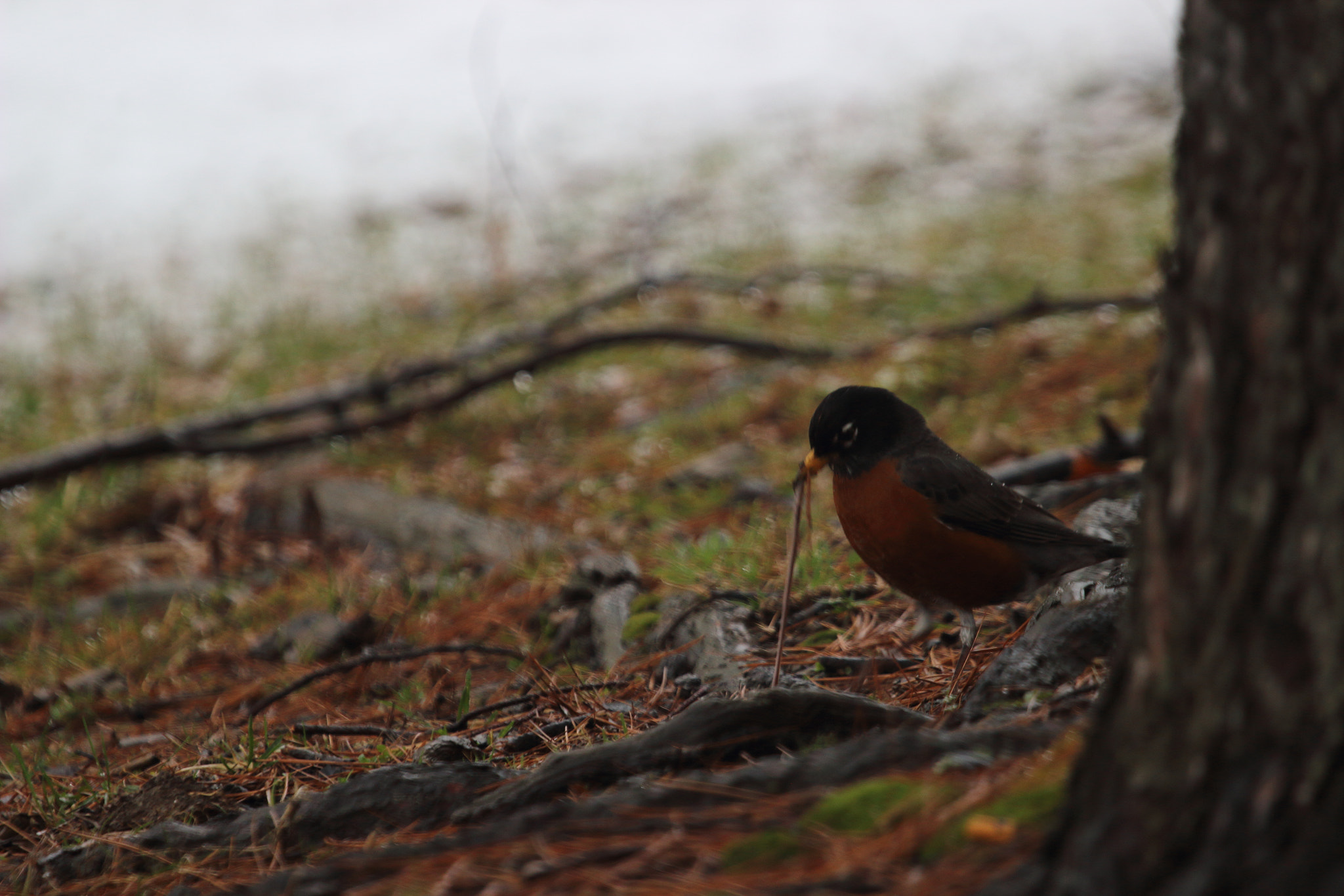 Canon EOS 600D (Rebel EOS T3i / EOS Kiss X5) + Canon EF 100-400mm F4.5-5.6L IS USM sample photo. Rbnpll photography