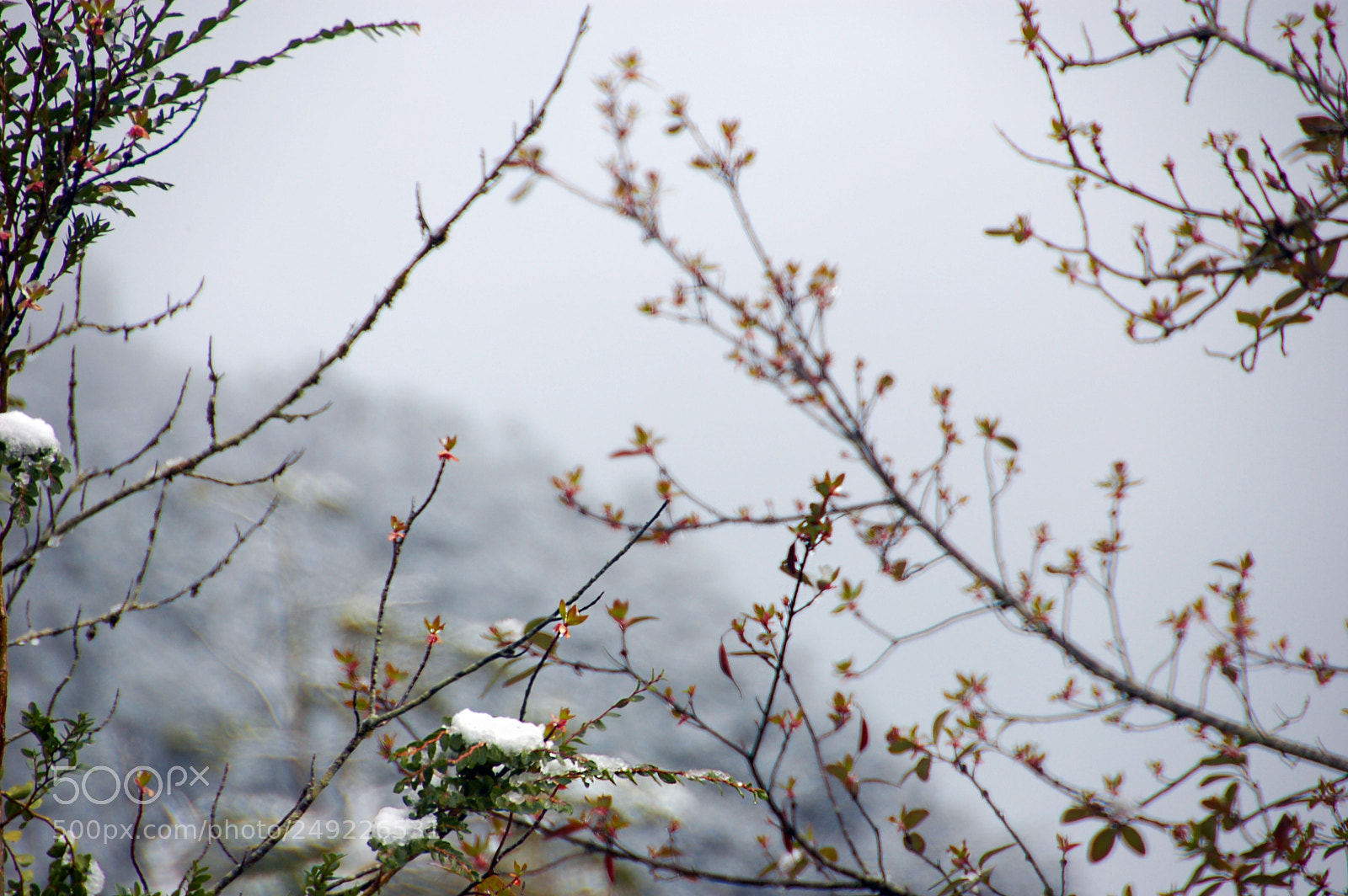 Nikon D50 sample photo. Memories of a snowy photography