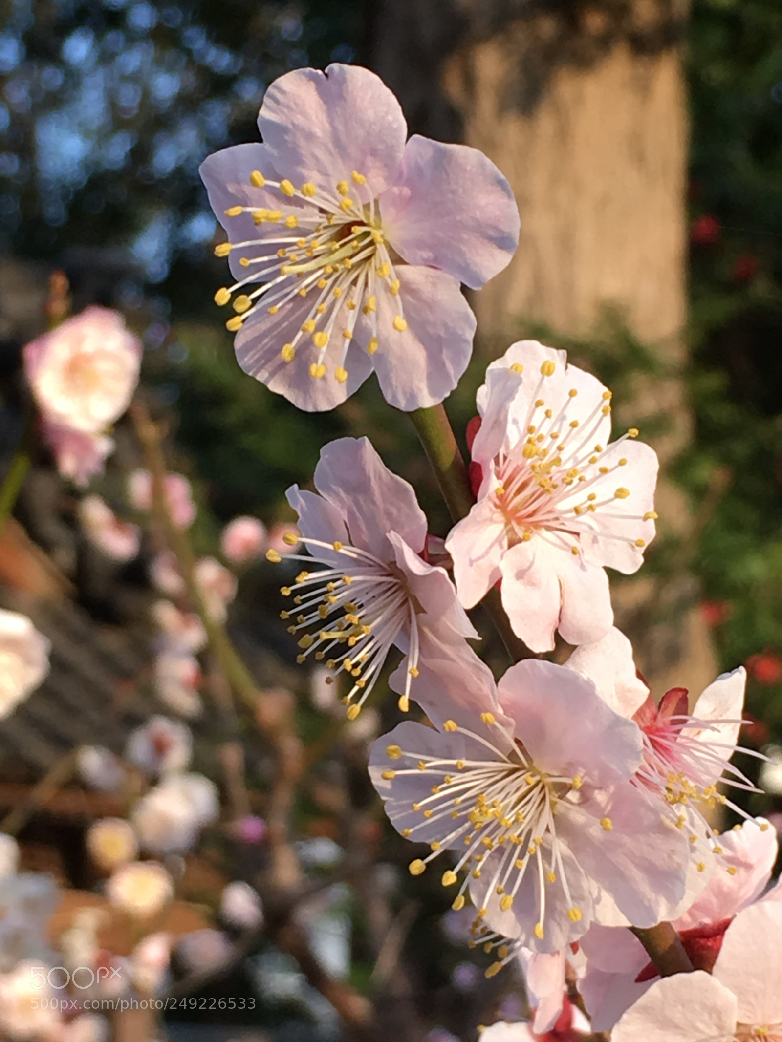 Apple iPhone 6s Plus sample photo. Spring2018 flowers photography