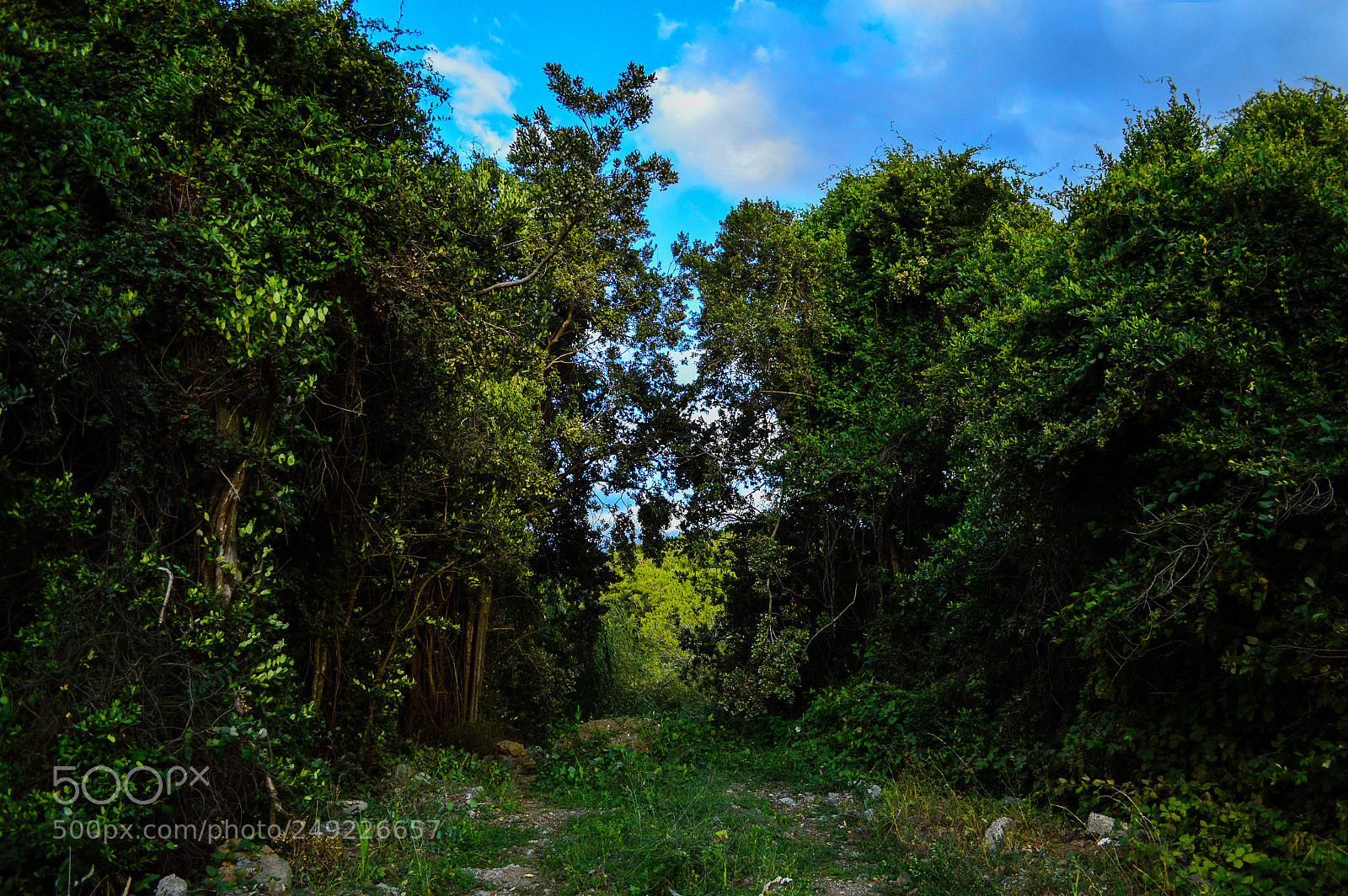 Nikon D3200 sample photo. Meeting of trees photography